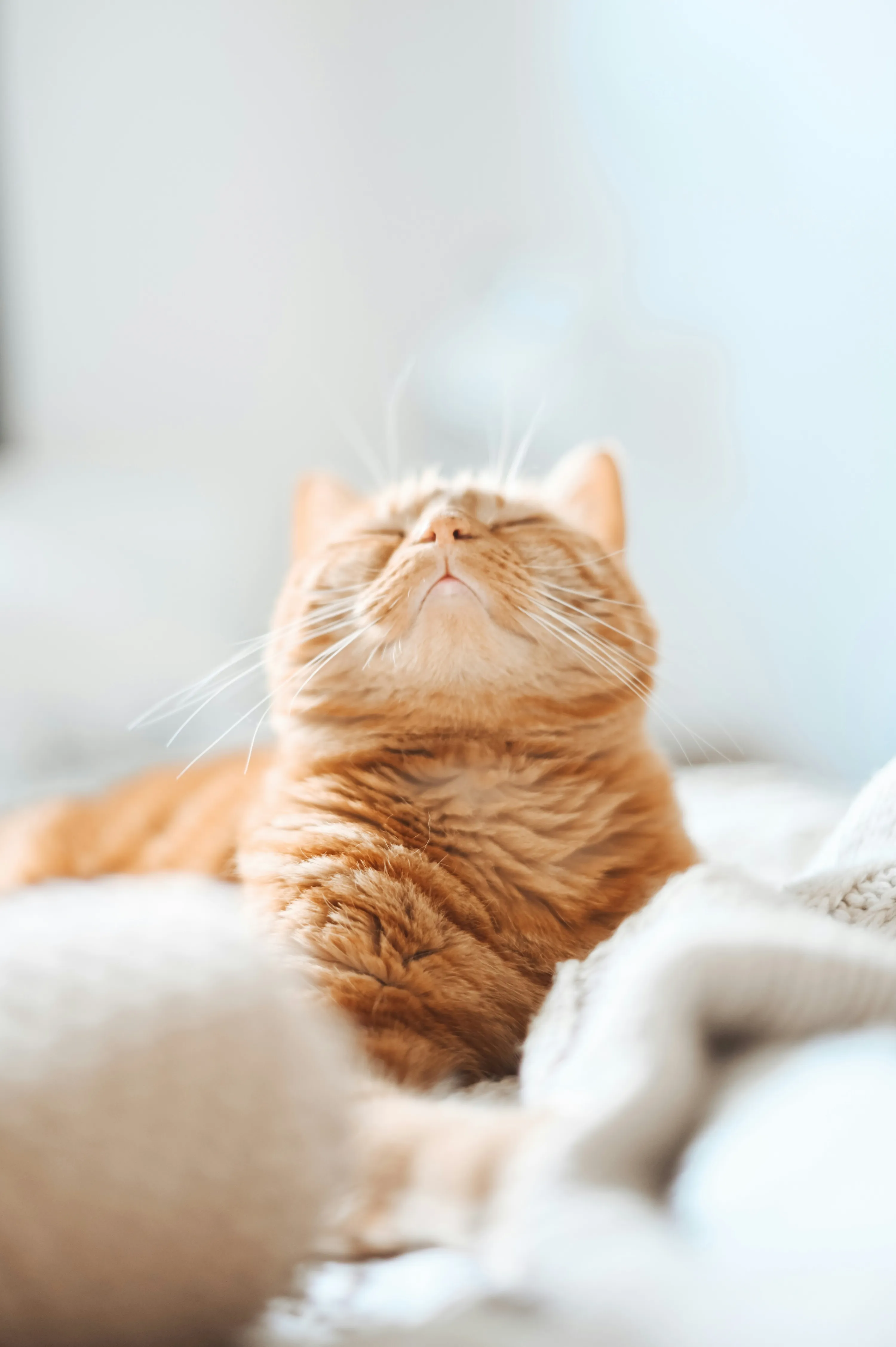 Як допомогти котові у спеку Як допомогти котові у спеку