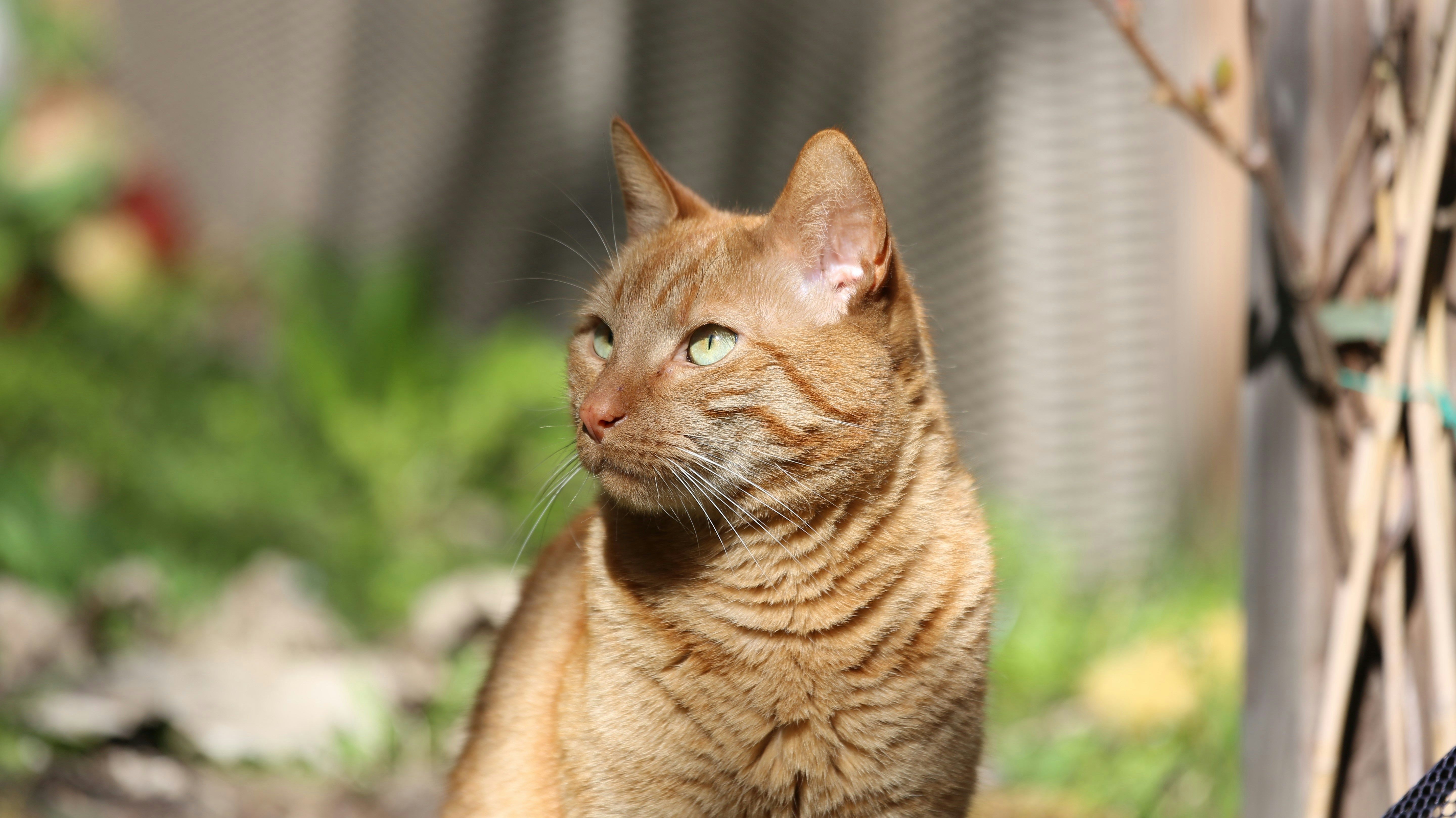 Как помочь пережить коту жару Как помочь пережить коту жару