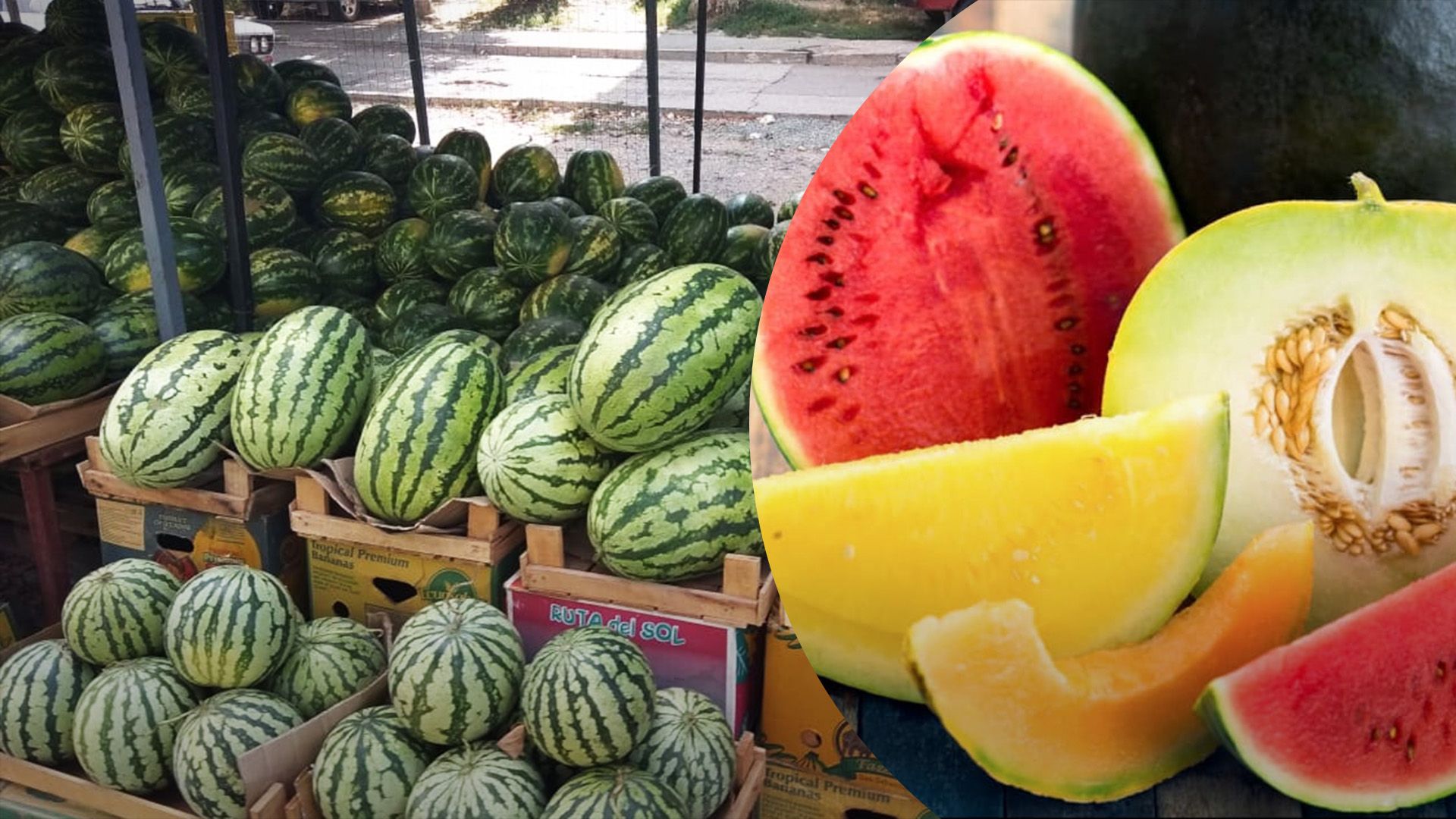 Куди поділись кавунові точки: як пройшов сезон кавунів у 2024 році - Агро 24 Куди поділись кавунові точки: як пройшов сезон кавунів у 2024 році - Агро 24