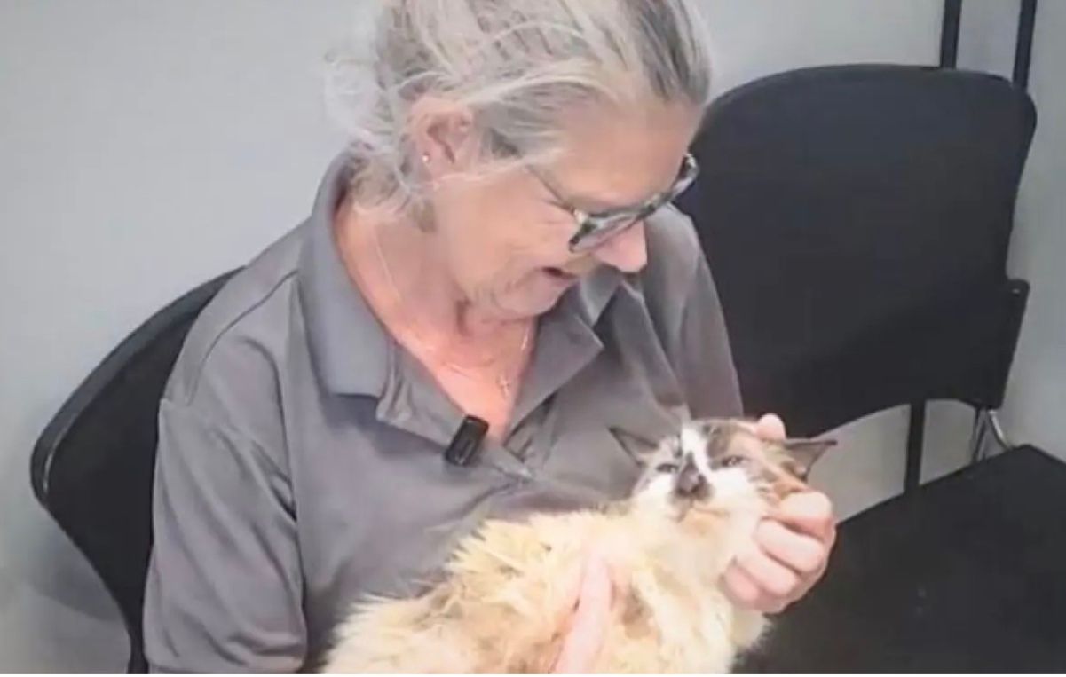 Кот вернулся к своей хозяйке через 11 лет Кот вернулся к своей хозяйке через 11 лет