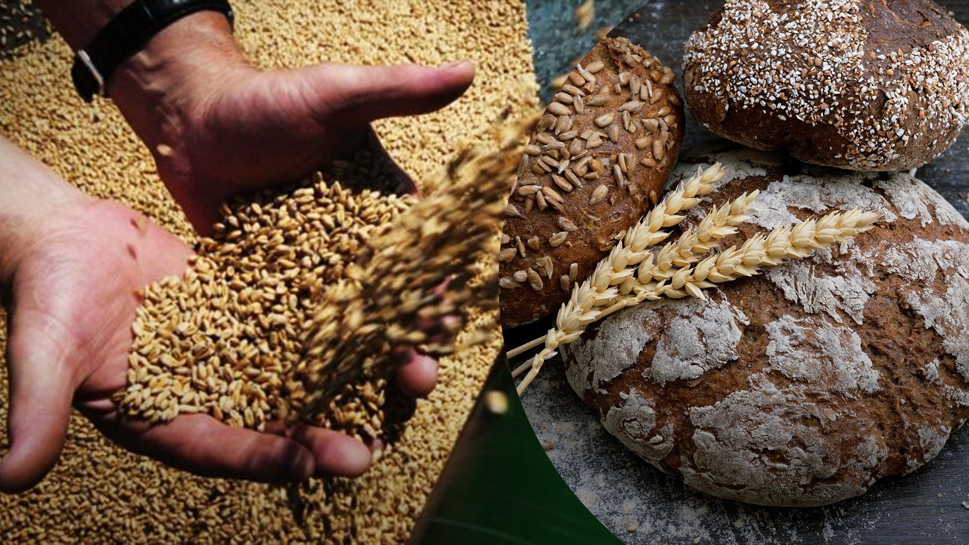 Які будуть ціни на хліб та зерно восени Які будуть ціни на хліб та зерно восени