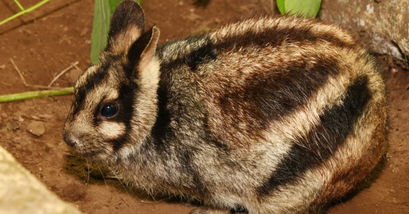 Очень редкий кролик неожиданно выпрыгнул туристам под ноги Очень редкий кролик неожиданно выпрыгнул туристам под ноги