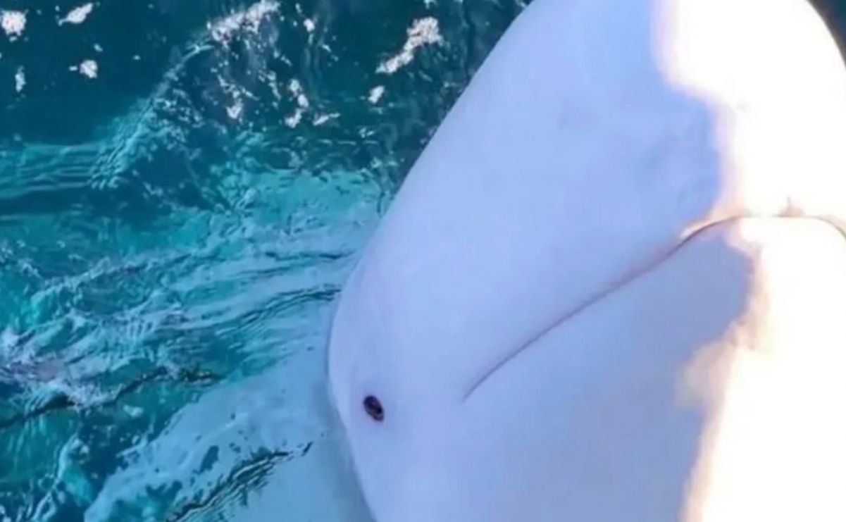 Назвали причину раптової смерті російського "кита-шпигуна" Назвали причину раптової смерті російського "кита-шпигуна"