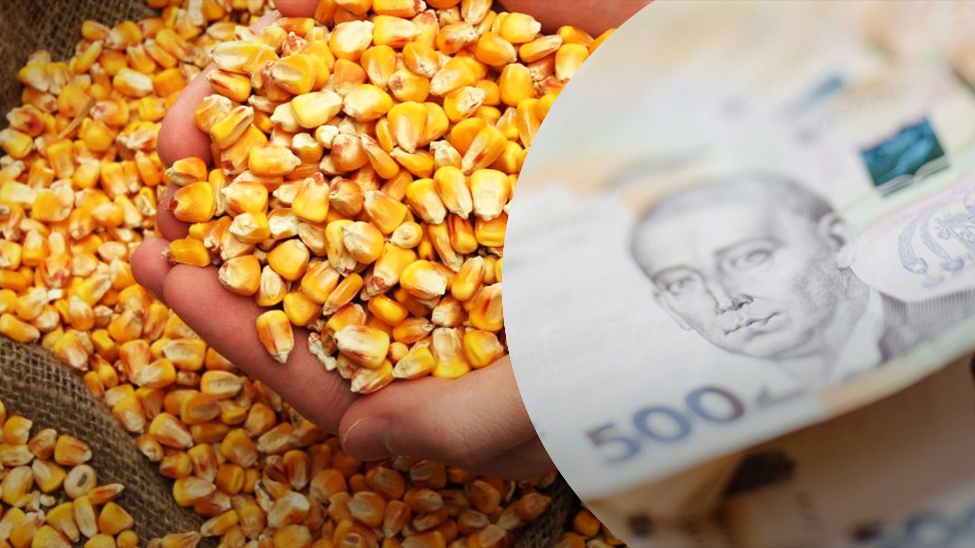 Кукурудза в Україні подорожчала Кукурудза в Україні подорожчала