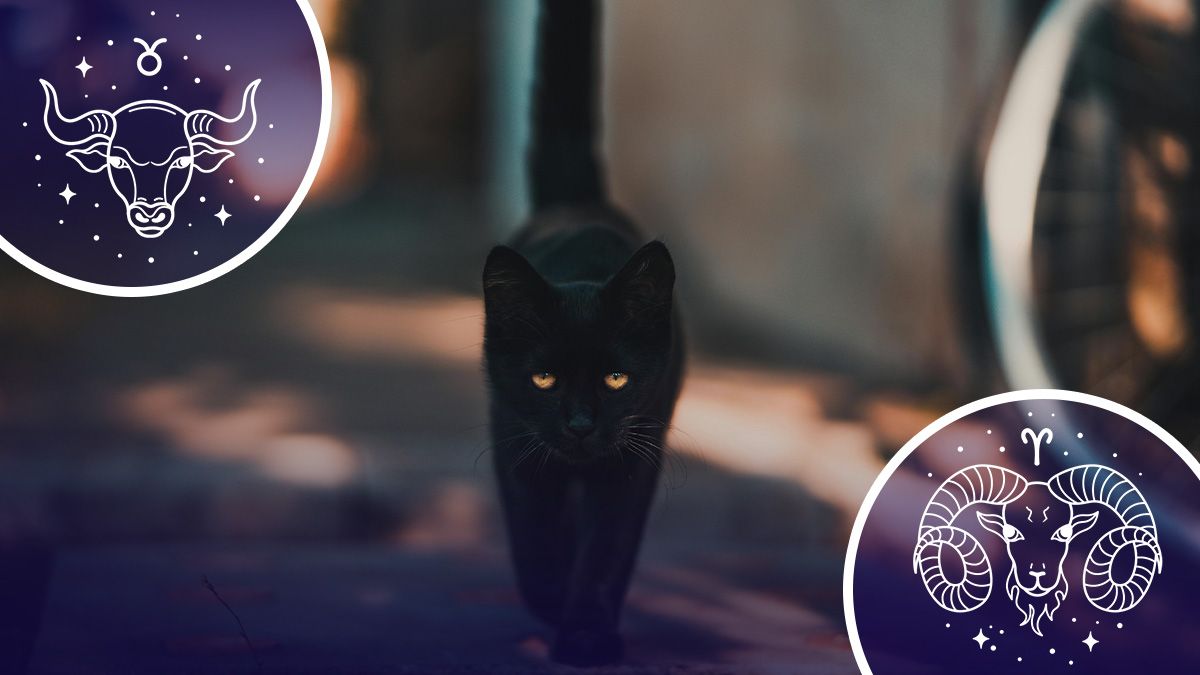 Черная кошка перебежит дорогу - гороскоп Черная кошка перебежит дорогу - гороскоп