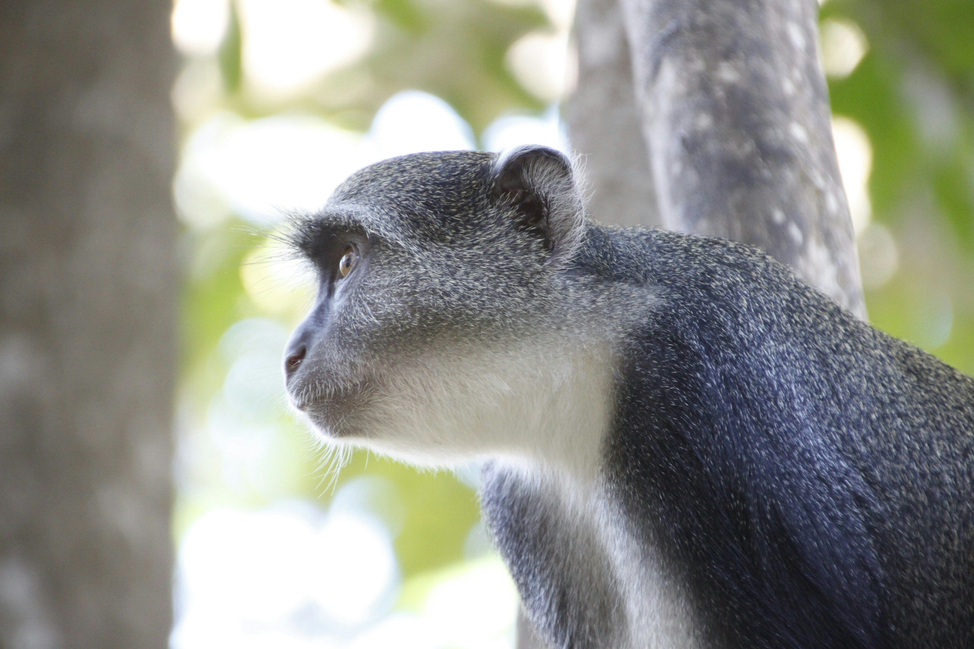 Открыто еще одно животное, которое называет друг друга по именам Открыто еще одно животное, которое называет друг друга по именам