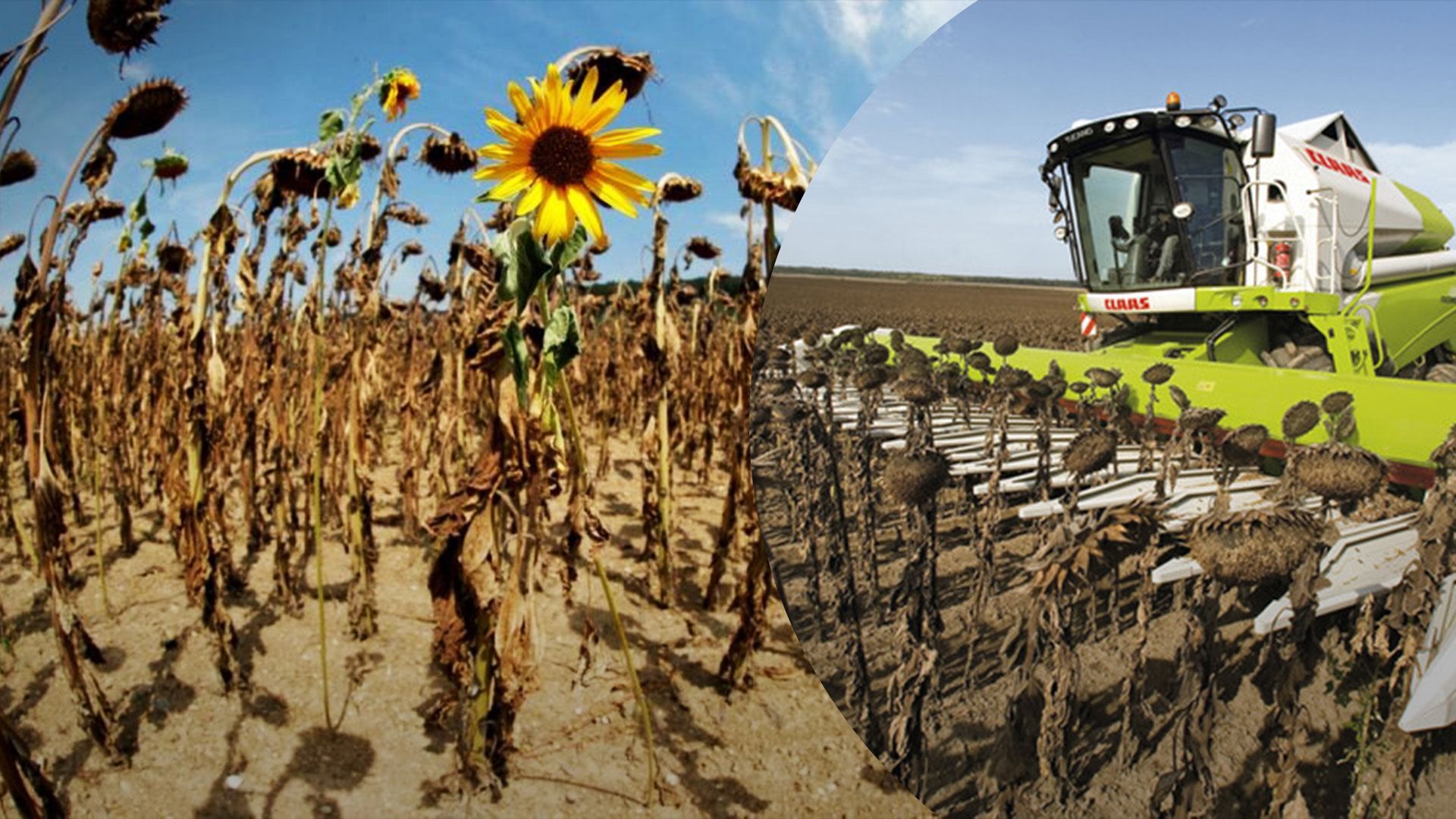 Жара и засуха уничтожила урожай поздних культур Жара и засуха уничтожила урожай поздних культур