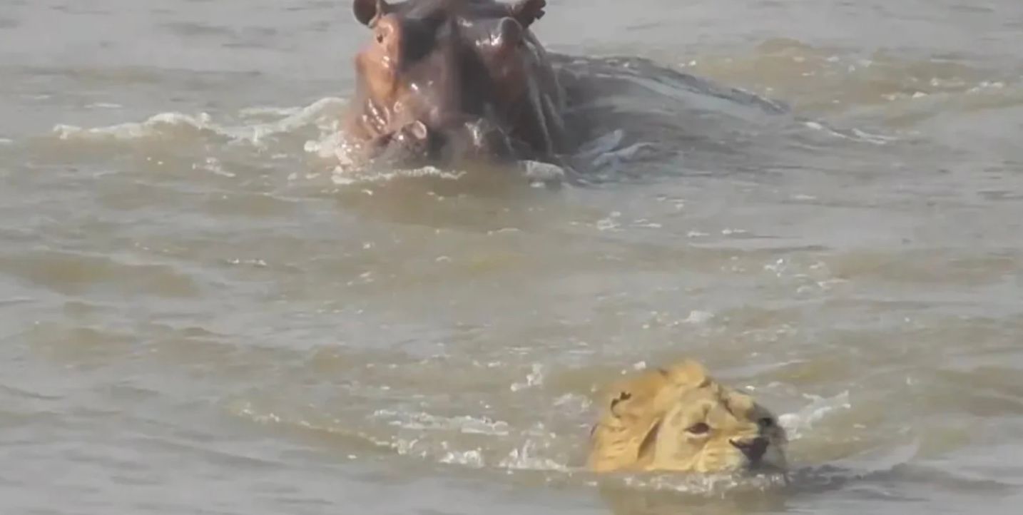 Разъяренный бегемот заставил льва спасаться бегством Разъяренный бегемот заставил льва спасаться бегством