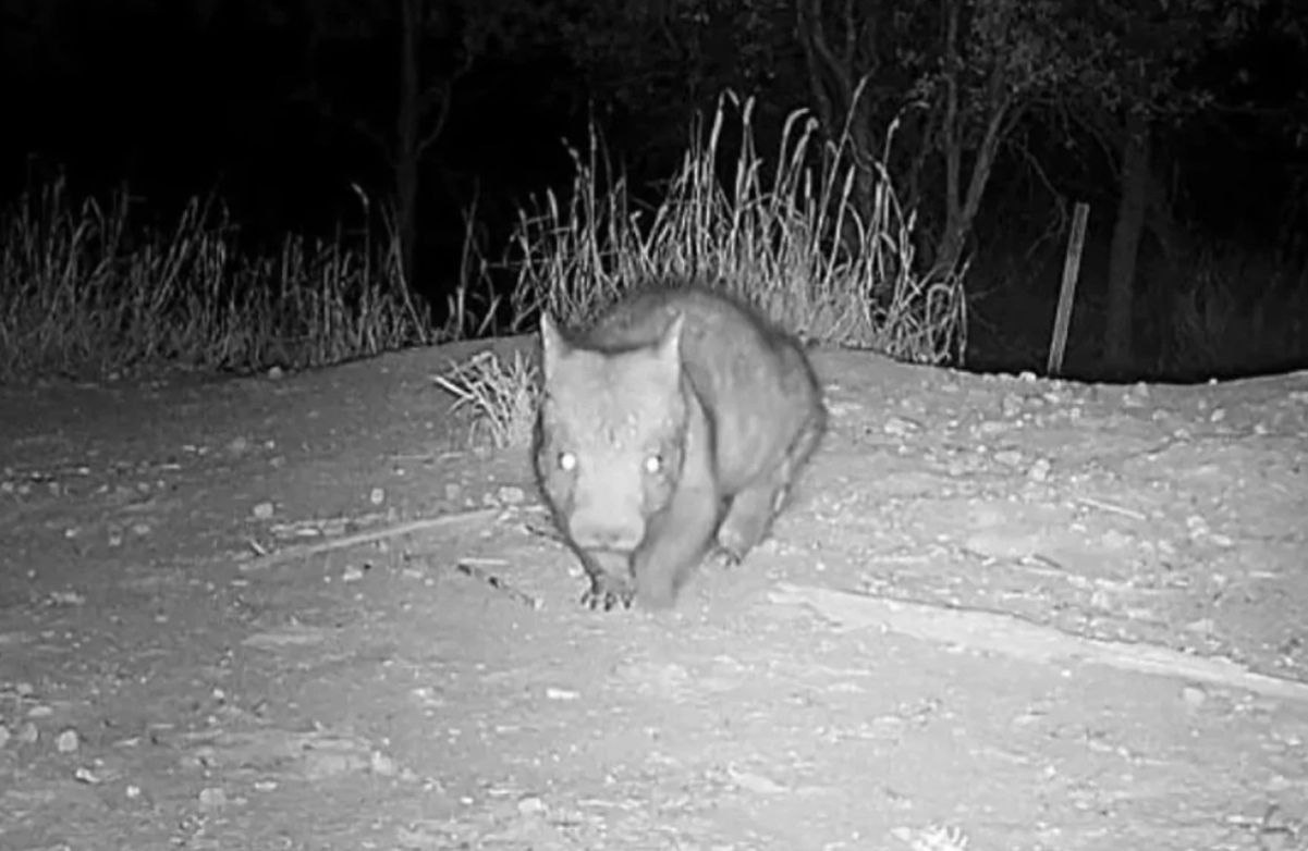 Вомбат раптово з'явився в парку Вомбат раптово з'явився в парку