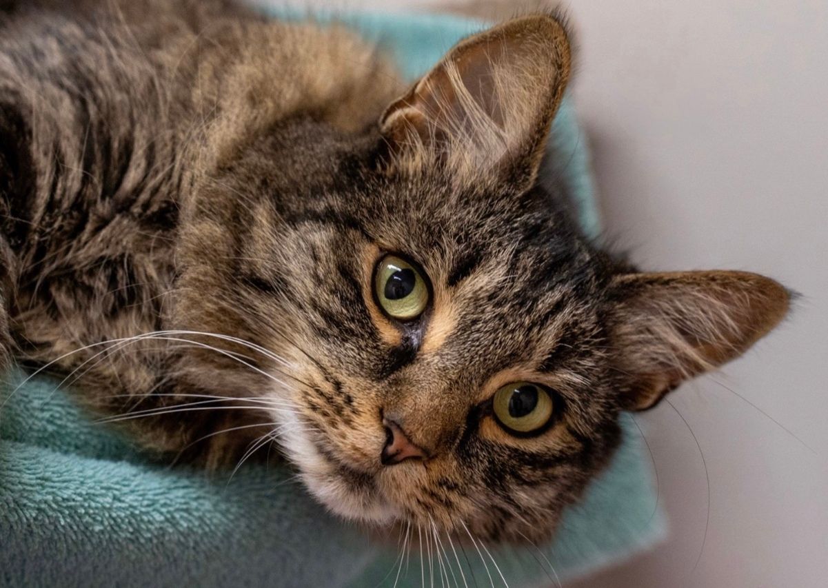 Зниклого 3 роки тому кота знайшли Зниклого 3 роки тому кота знайшли