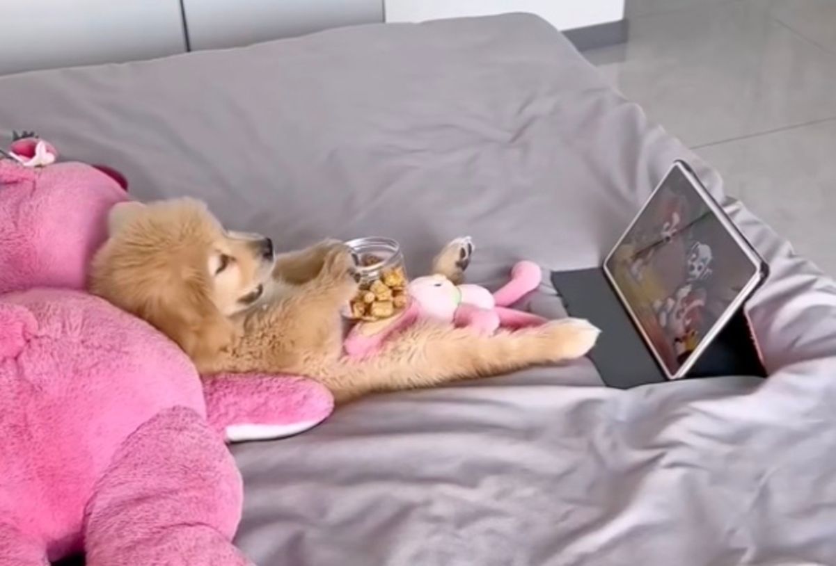 Песик ест печенье и смотрит мультик Песик ест печенье и смотрит мультик