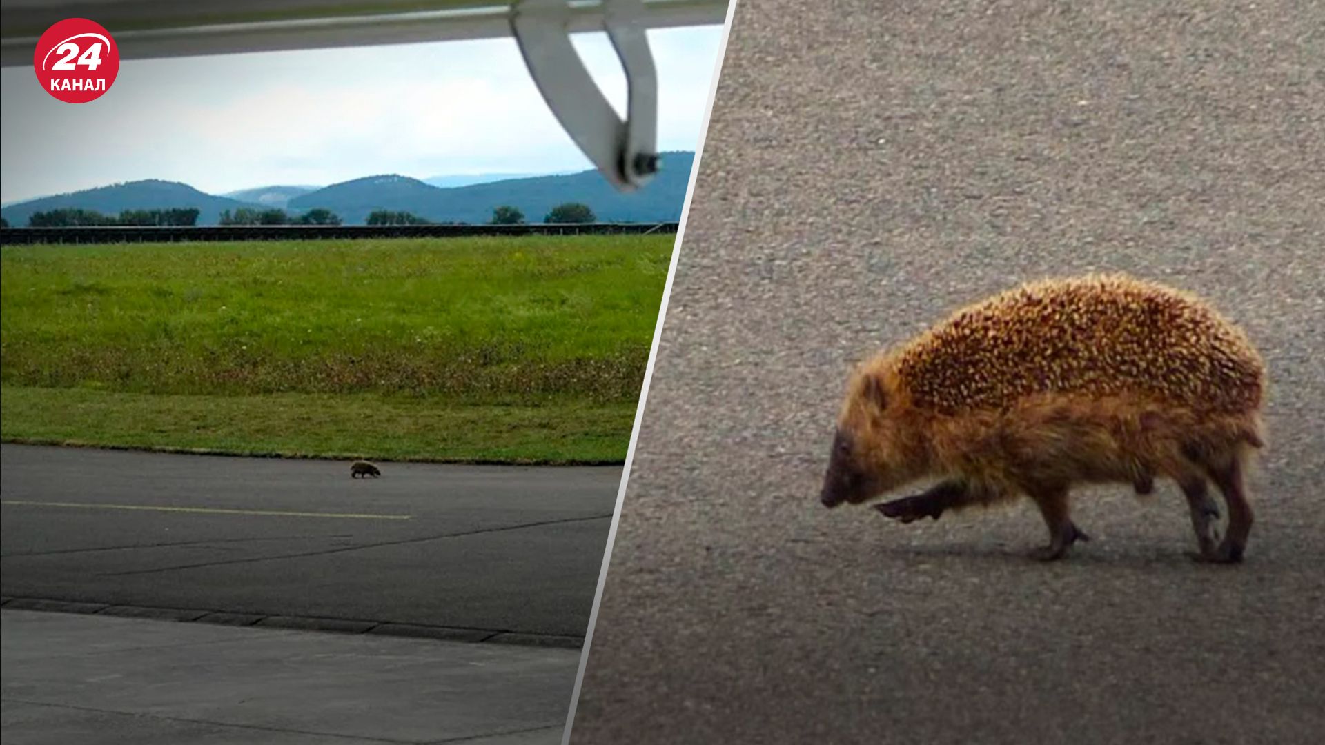 Їжак захопив злітно-посадкову смугу в Німеччині Їжак захопив злітно-посадкову смугу в Німеччині