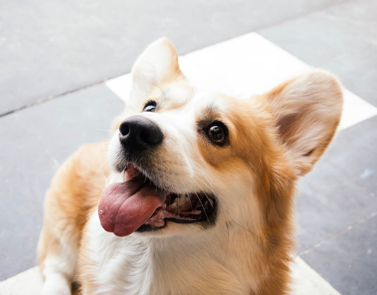 Корги Корги