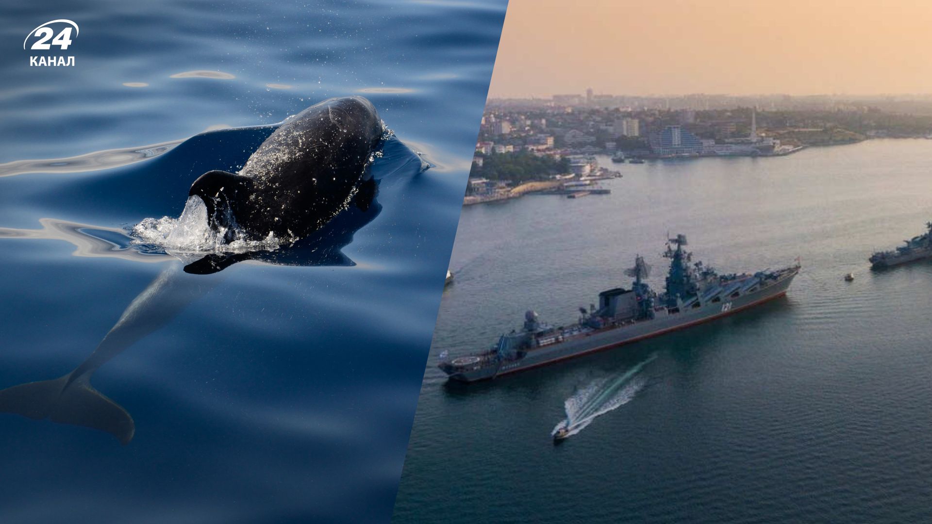 Дельфины умирают в Черном море Дельфины умирают в Черном море