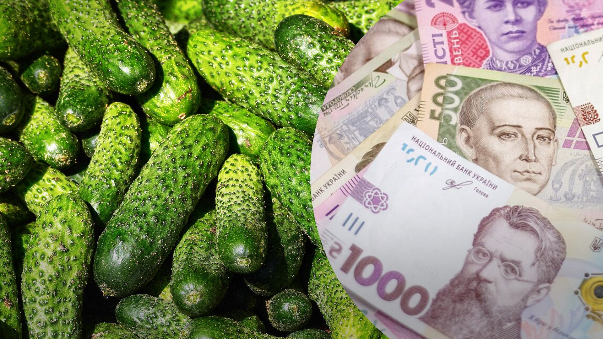 Чому в Україні подешевшали огірки Чому в Україні подешевшали огірки