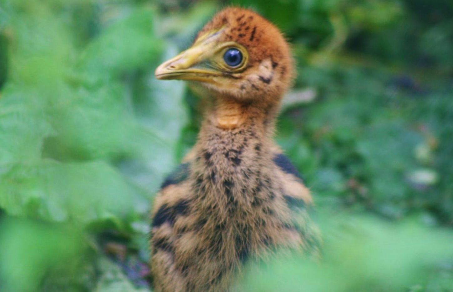 Южный птенец казуара – четвертый птенец, который вылупился в Европе в этом году Южный птенец казуара – четвертый птенец, который вылупился в Европе в этом году