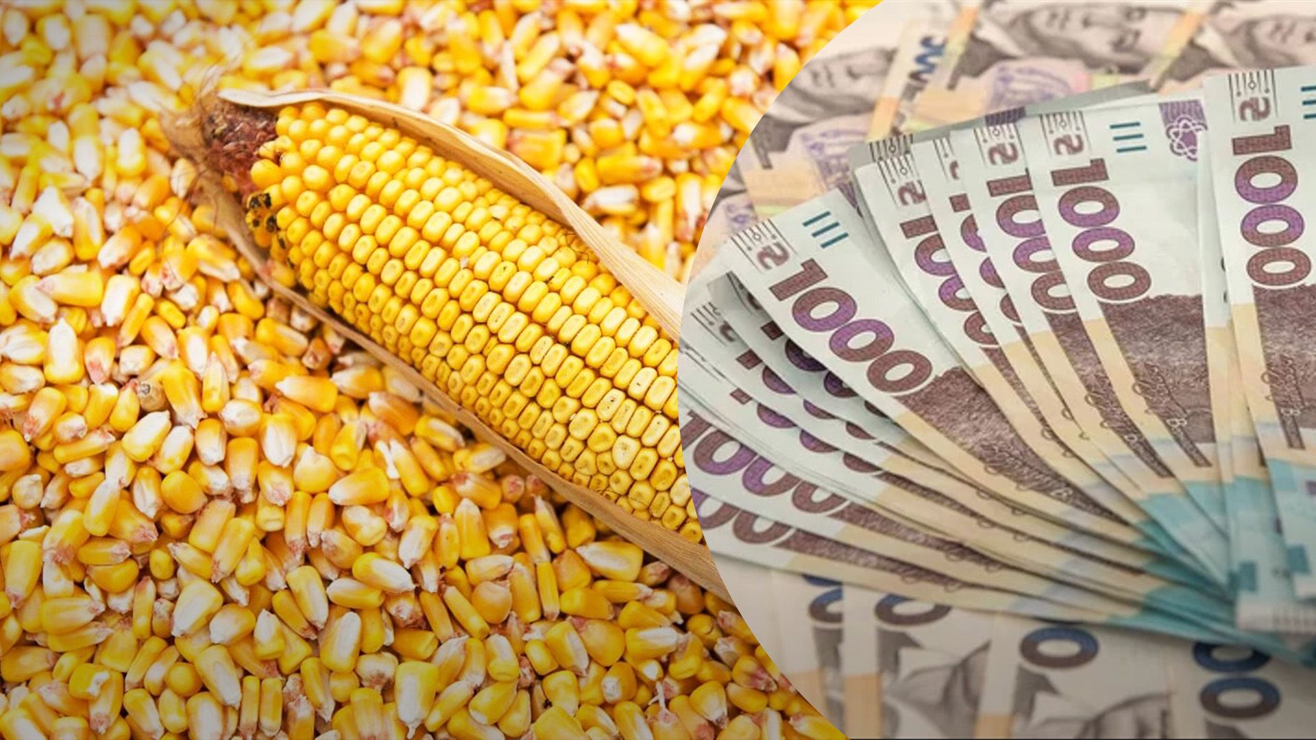 Почему дорожает кукуруза Почему дорожает кукуруза