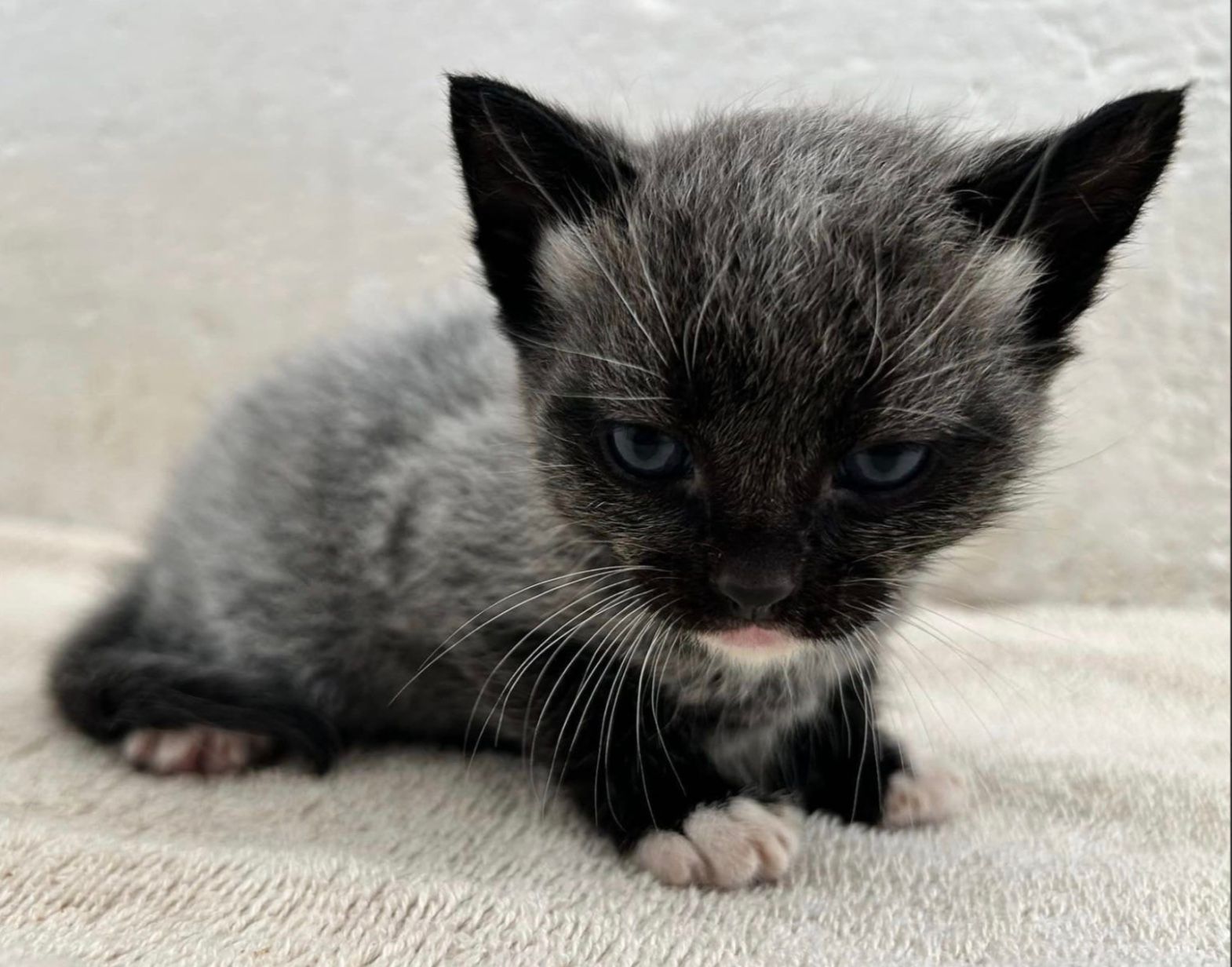 Котята с особой шерстью Котята с особой шерстью