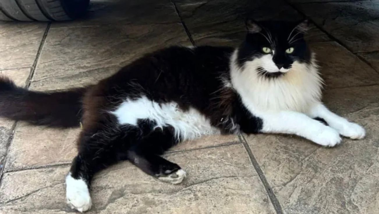 Тед почувається чудово і навіть не підозрює, що пережили його власники Тед почувається чудово і навіть не підозрює, що пережили його власники