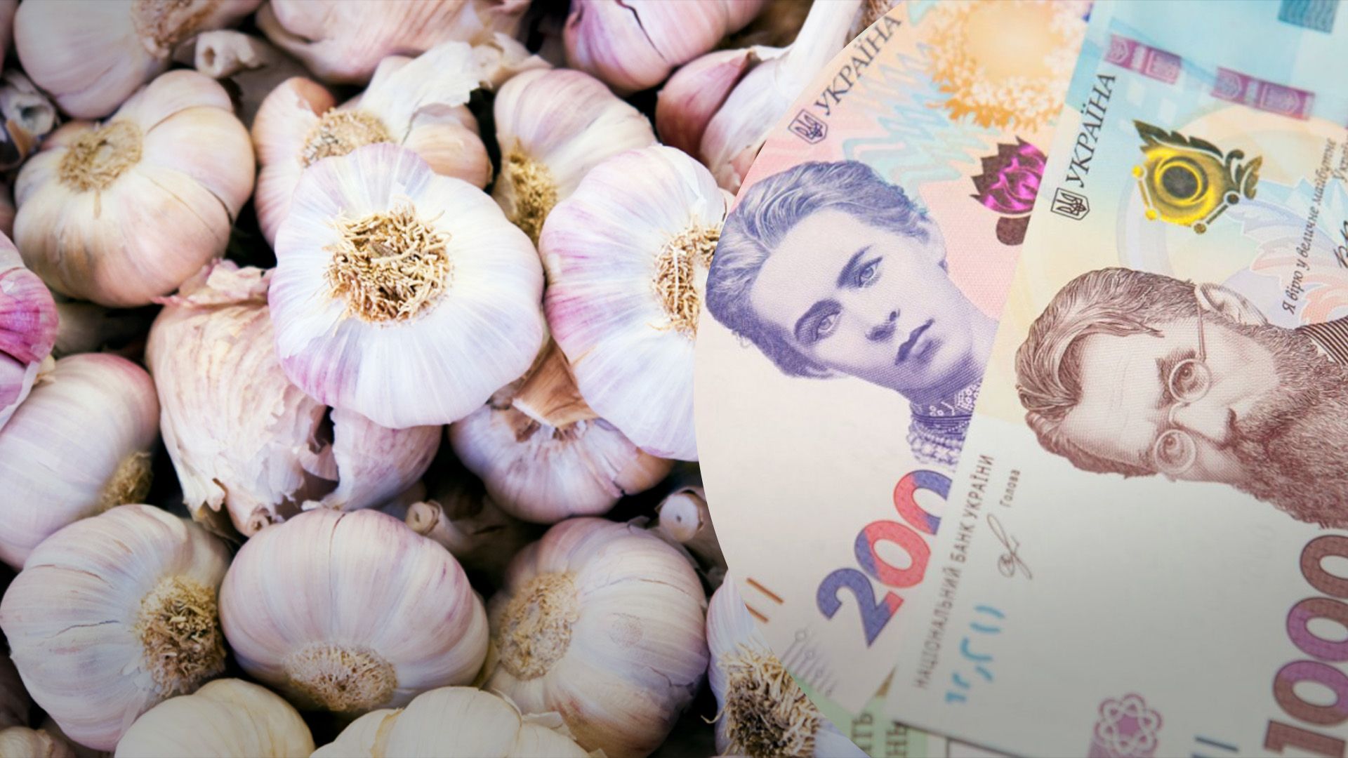 Чеснок существенно подорожал Чеснок существенно подорожал