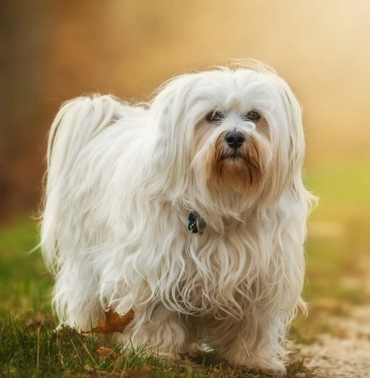 Гаванская болонка Гаванская болонка