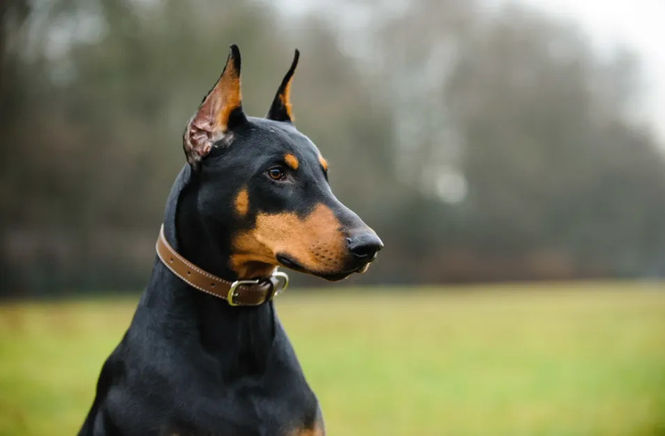 Доберман Доберман