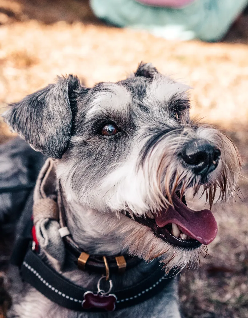 Шнауцер Шнауцер