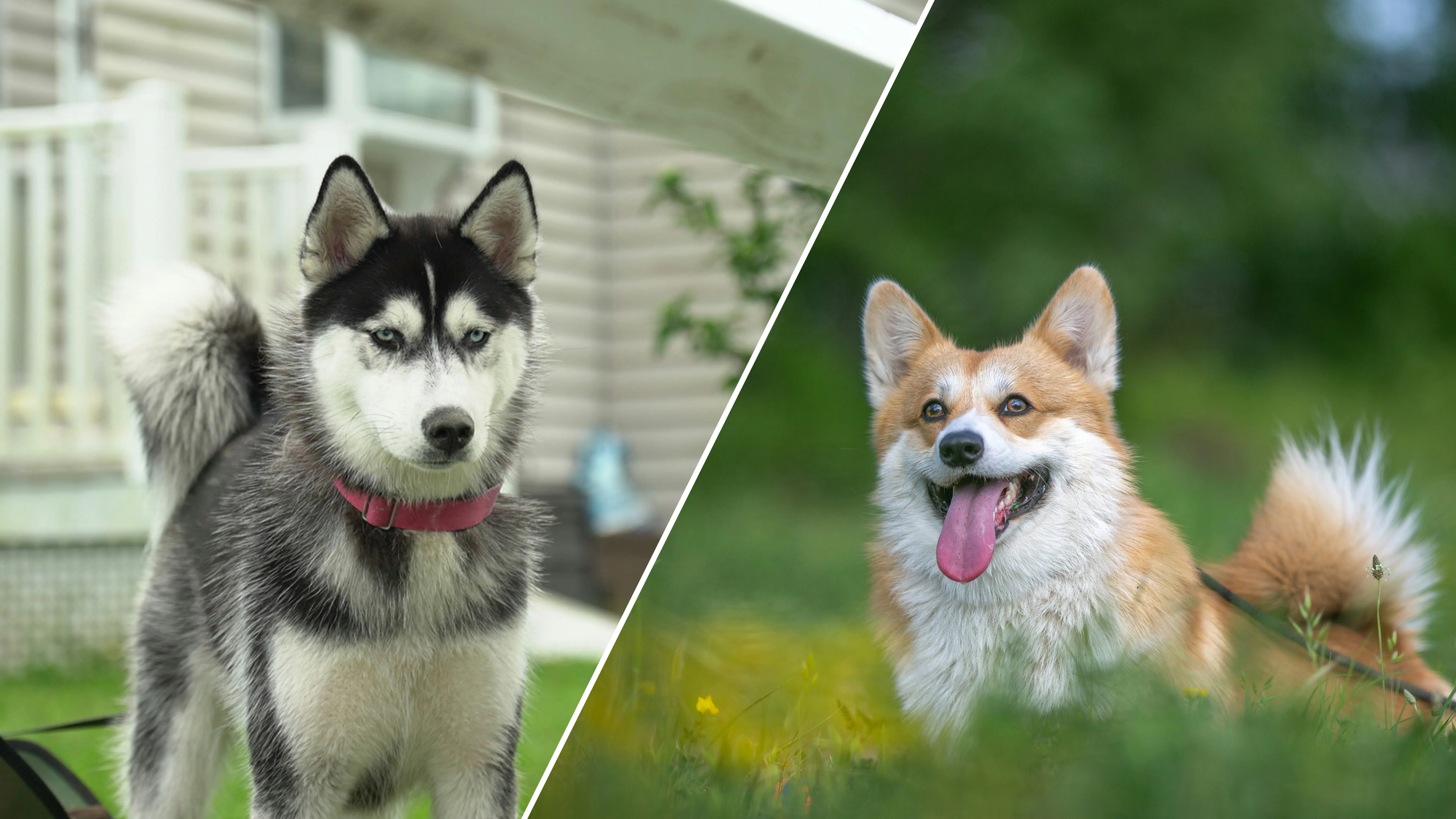 Сибирский хаски и вельш-корги Сибирский хаски и вельш-корги