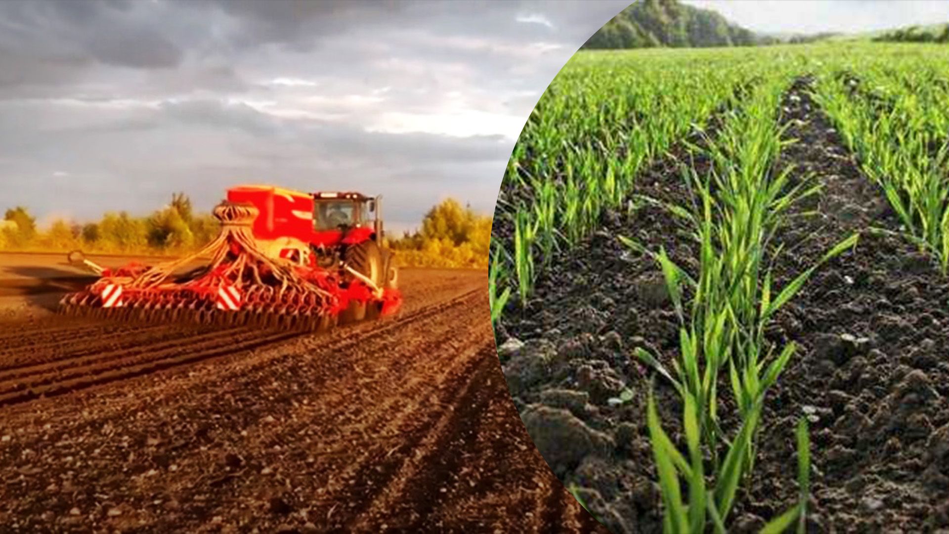 В Украине начали сеять озимые культуры В Украине начали сеять озимые культуры