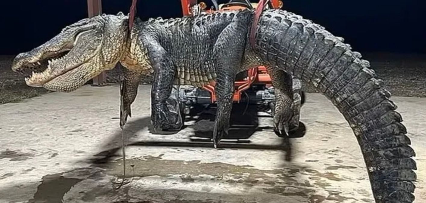 Гігантського алігатора впіймали у США Гігантського алігатора впіймали у США