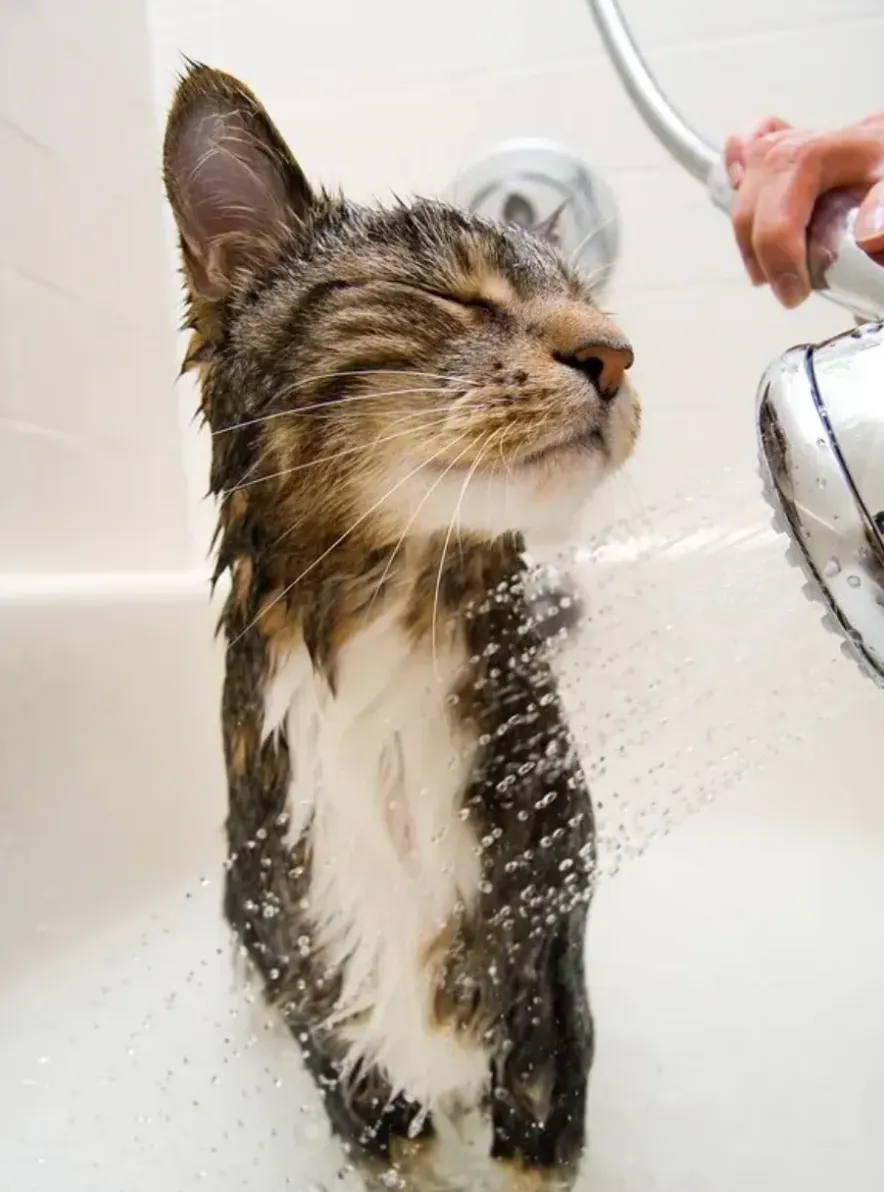 Коты не очень любят воду Коты не очень любят воду