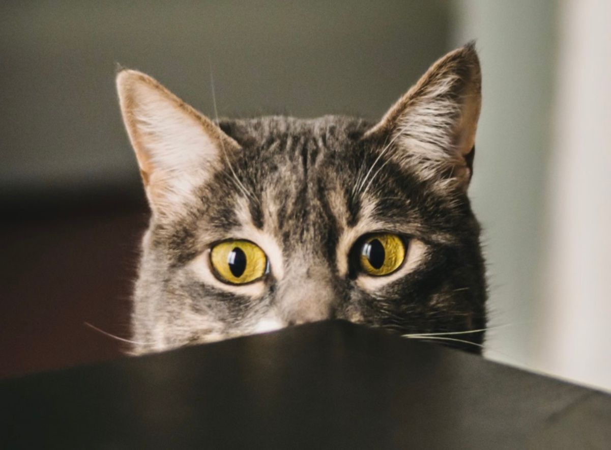 Чего боится ваш пушистик Чего боится ваш пушистик