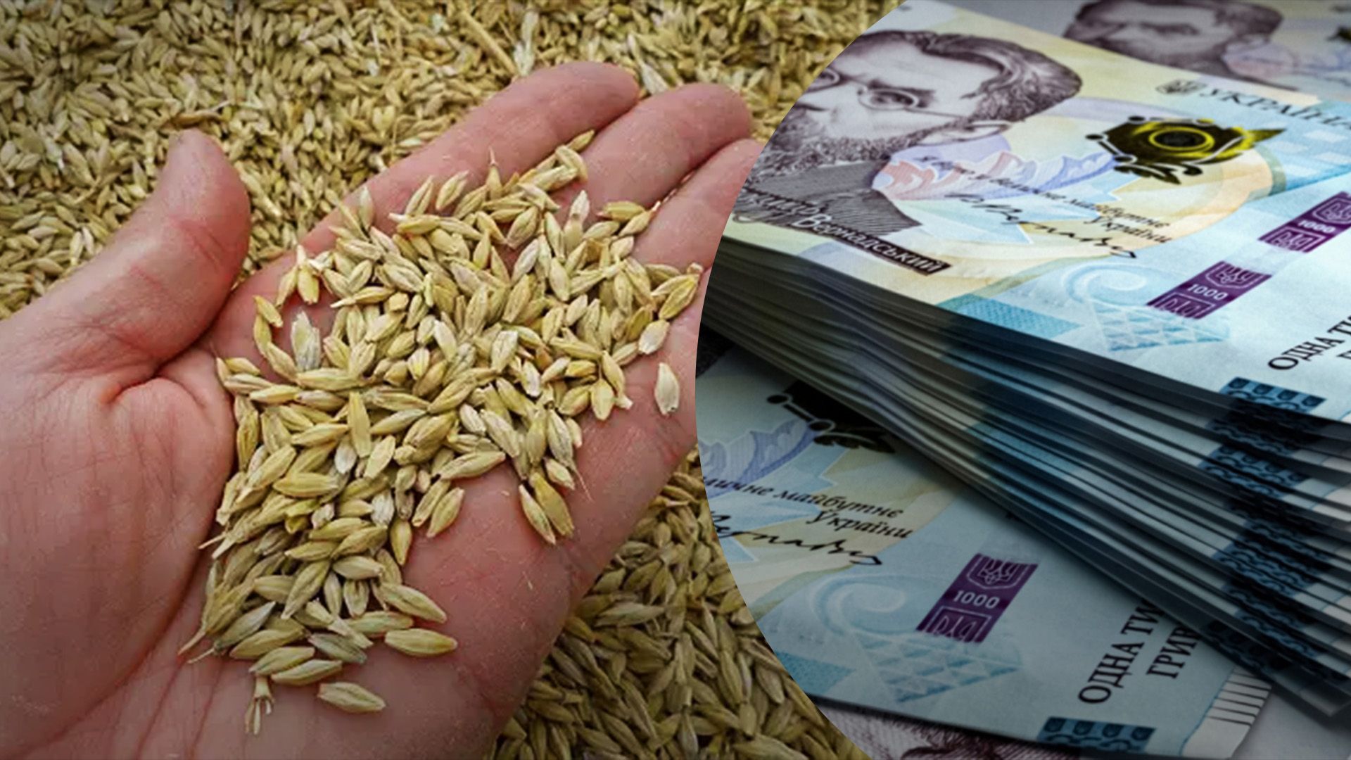 В Украине подешевел ячмень В Украине подешевел ячмень