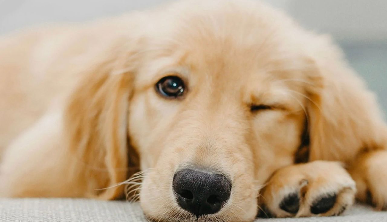 Что значит, когда ваша собака подмигивает вам Что значит, когда ваша собака подмигивает вам