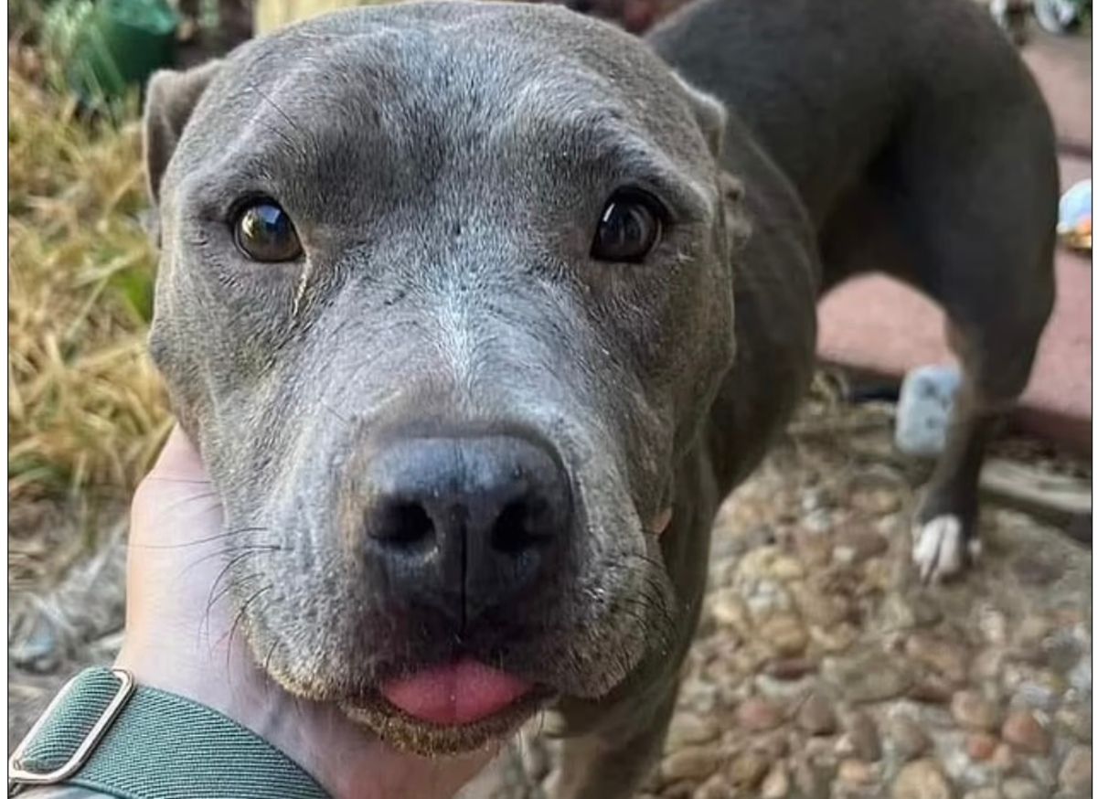 До хазяйки повернувся собака, який зник 2 роки тому До хазяйки повернувся собака, який зник 2 роки тому