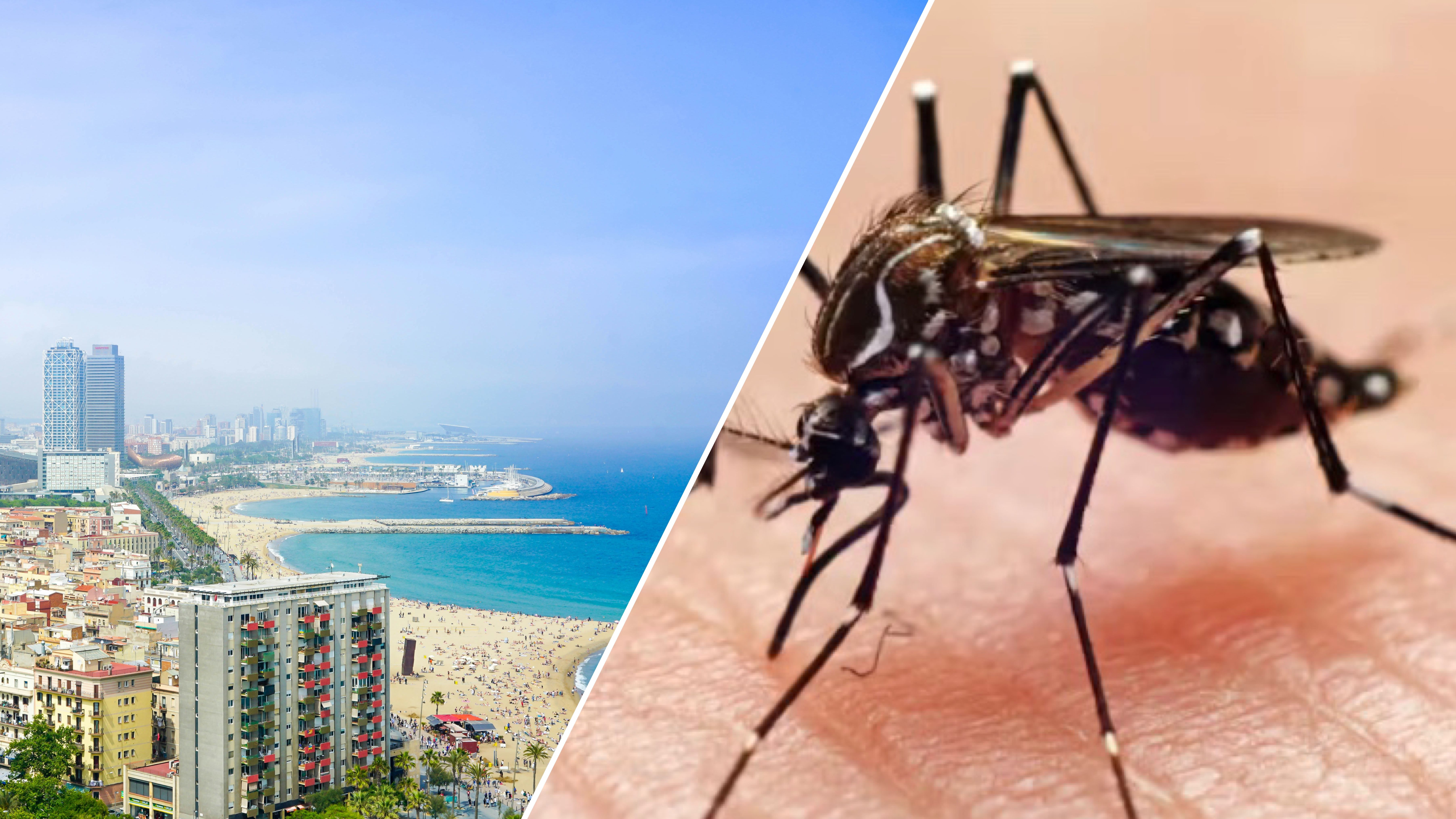 Популярні курорти опинилися у зоні поширення небезпечної хвороби Популярні курорти опинилися у зоні поширення небезпечної хвороби