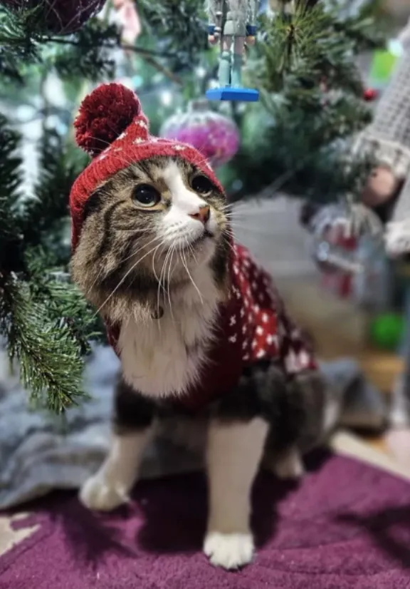 Кішка Кет Кішка Кет