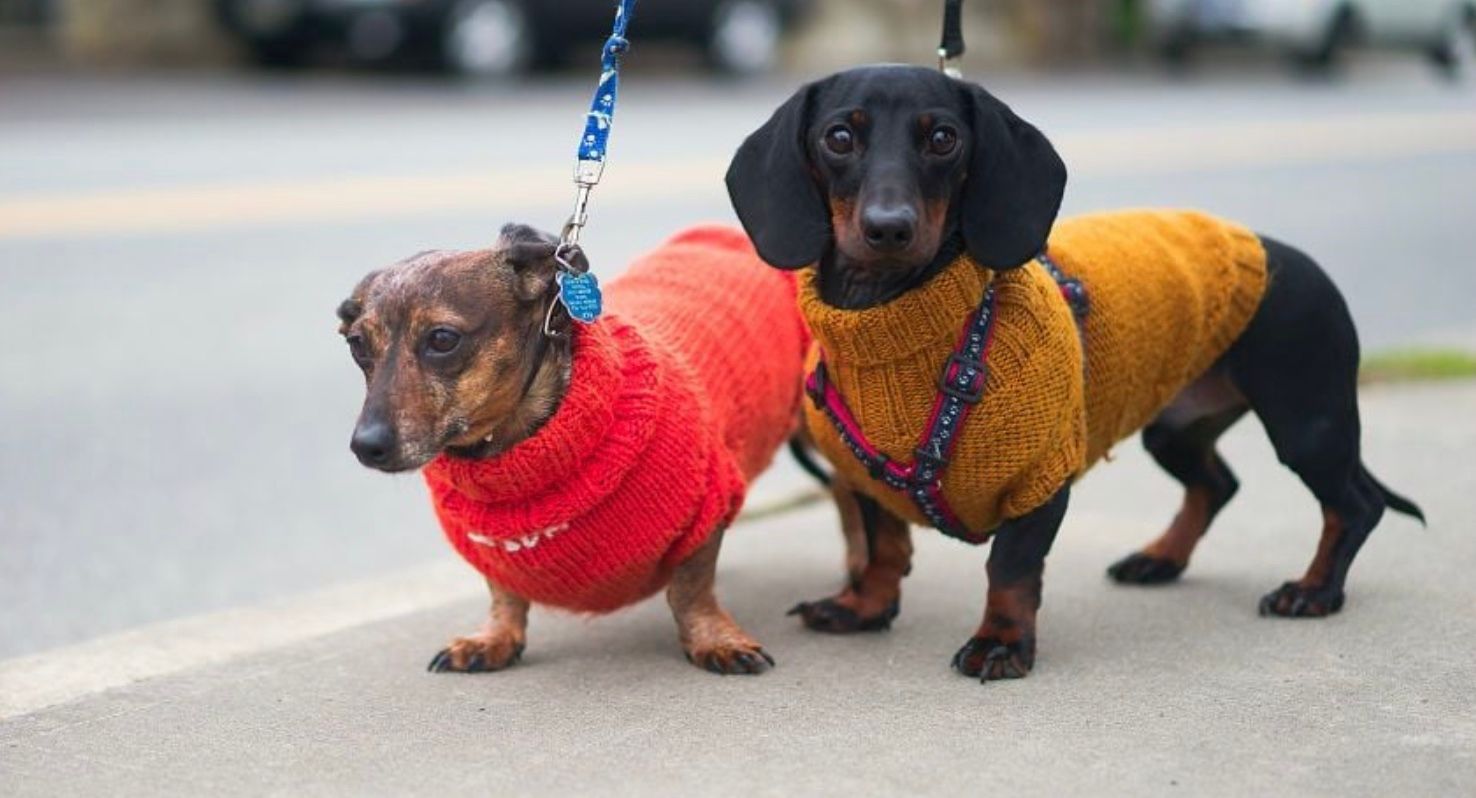 Як правильно тримати собачий повідець Як правильно тримати собачий повідець