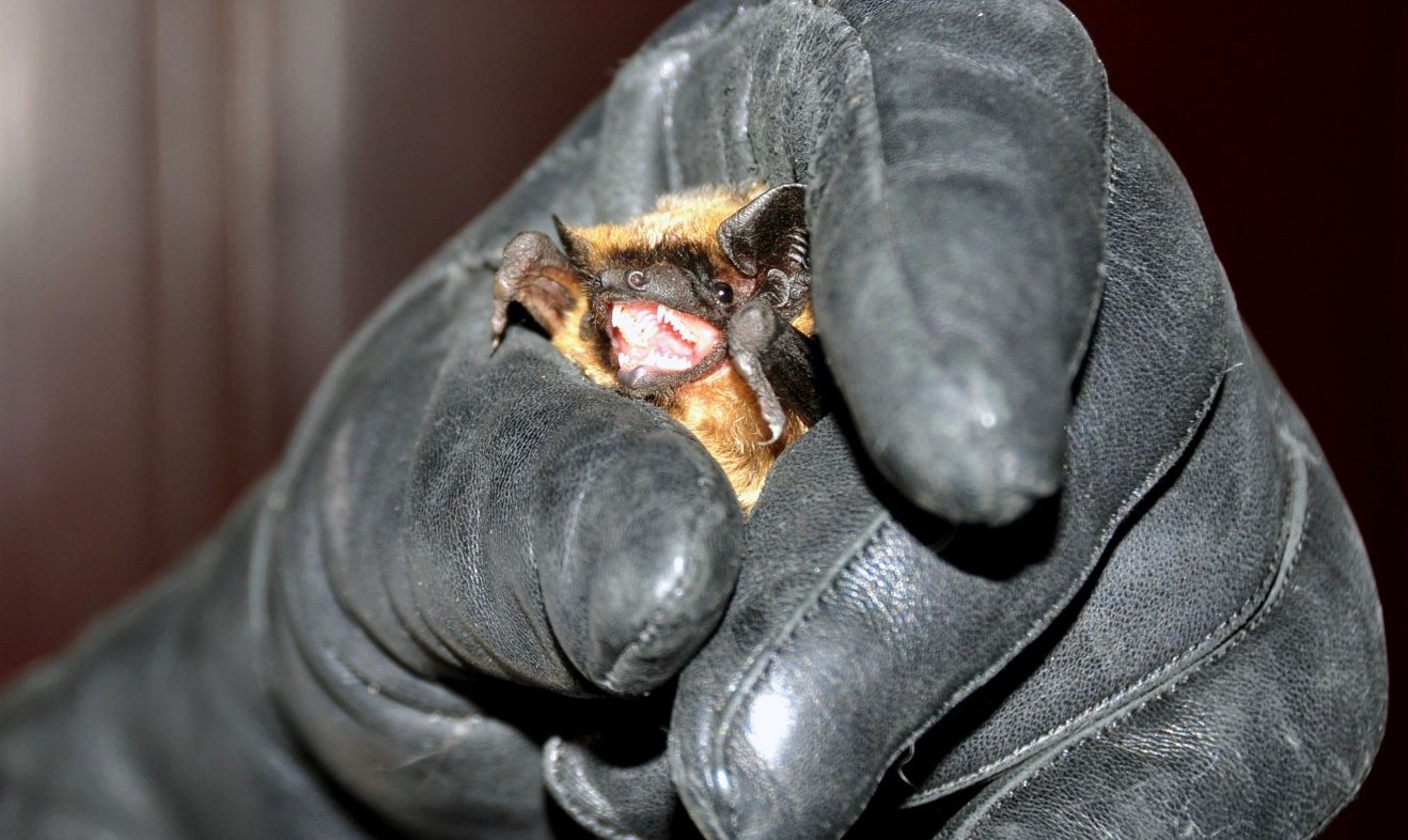 Что делать, если в дом залетела летучая мышь Что делать, если в дом залетела летучая мышь