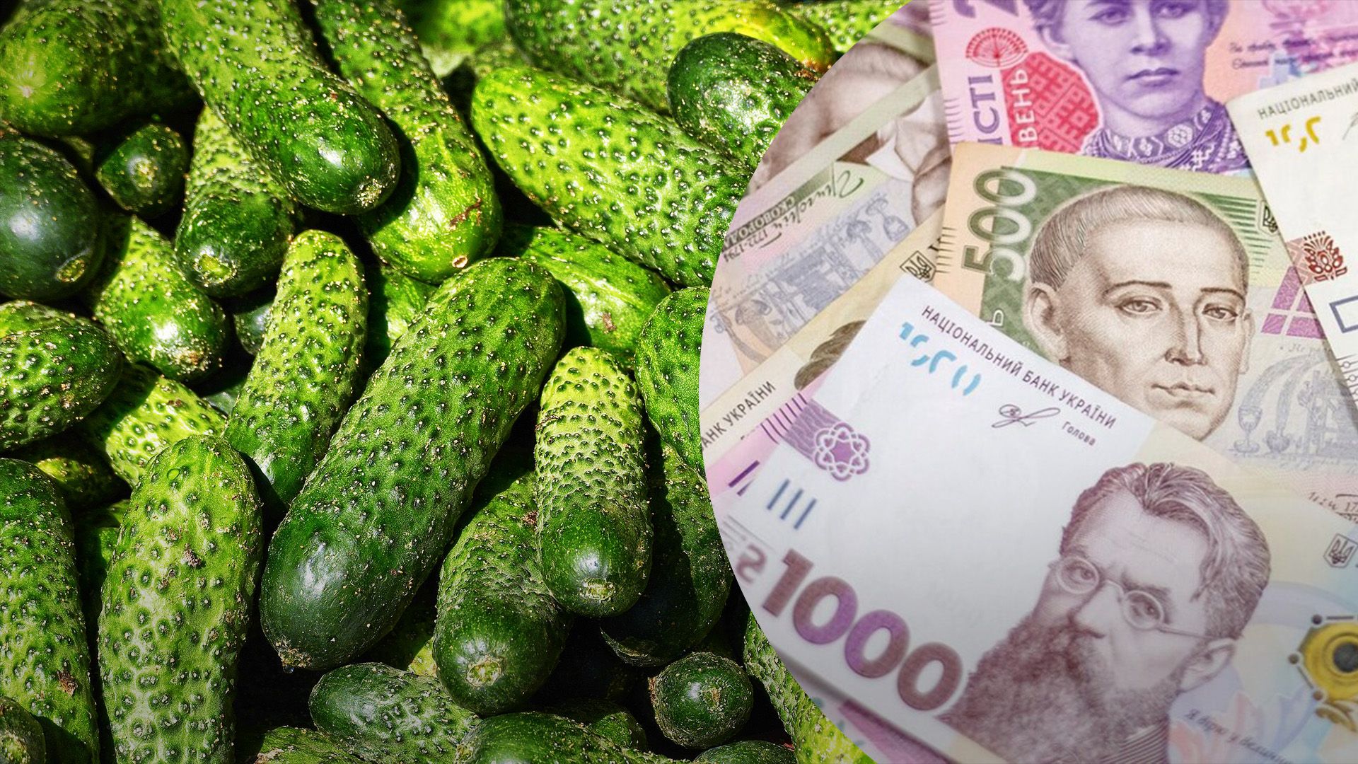 Огурцы в Украине продолжают дорожать Огурцы в Украине продолжают дорожать