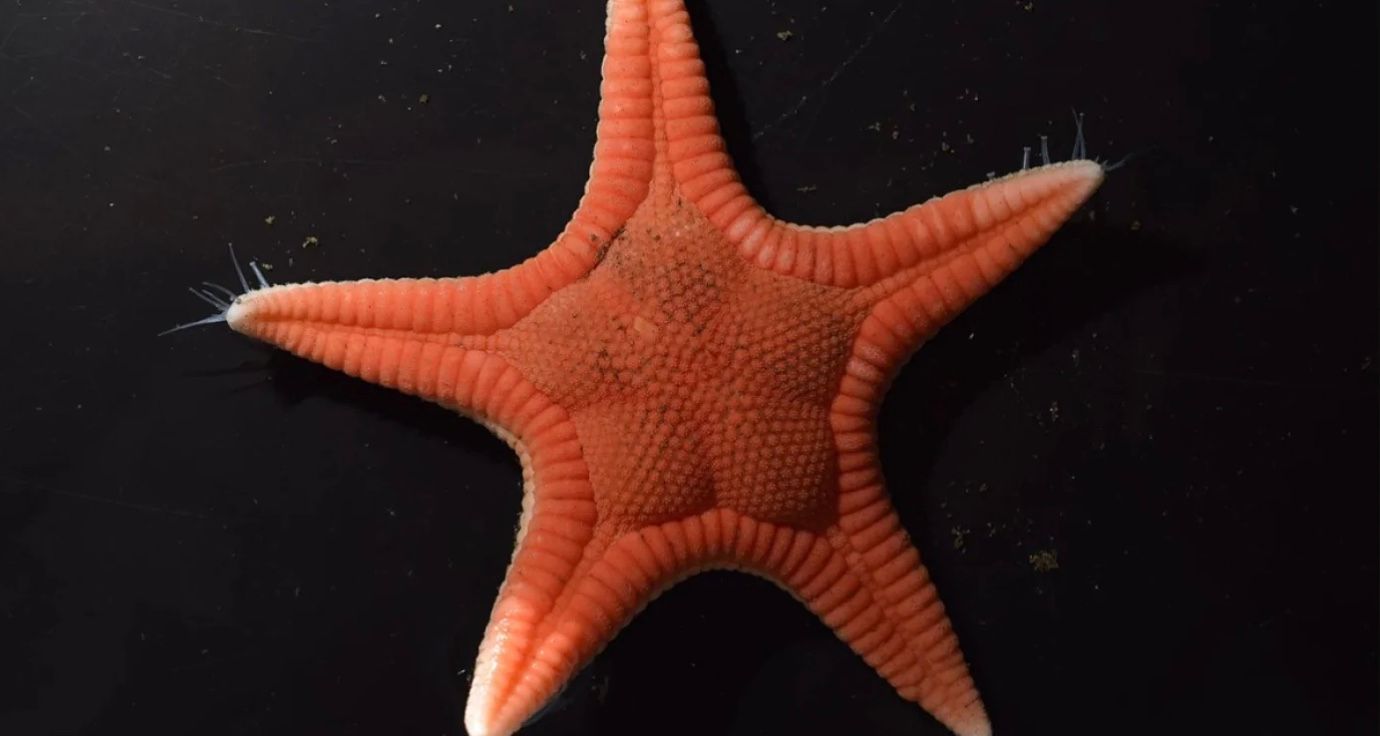 Біля узбережжя Японії відкрили абсолютно новий вид морських зірок Біля узбережжя Японії відкрили абсолютно новий вид морських зірок