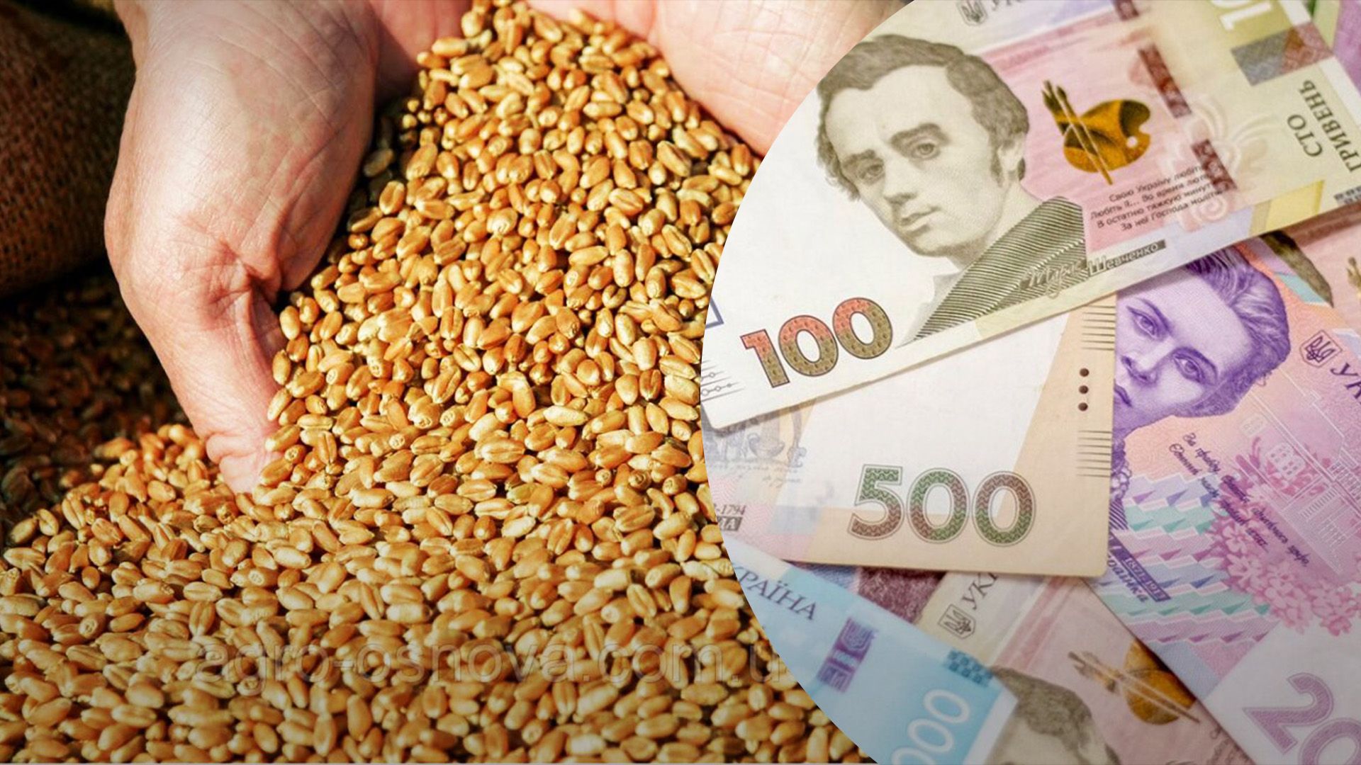 Пшениця знову дорожчає Пшениця знову дорожчає