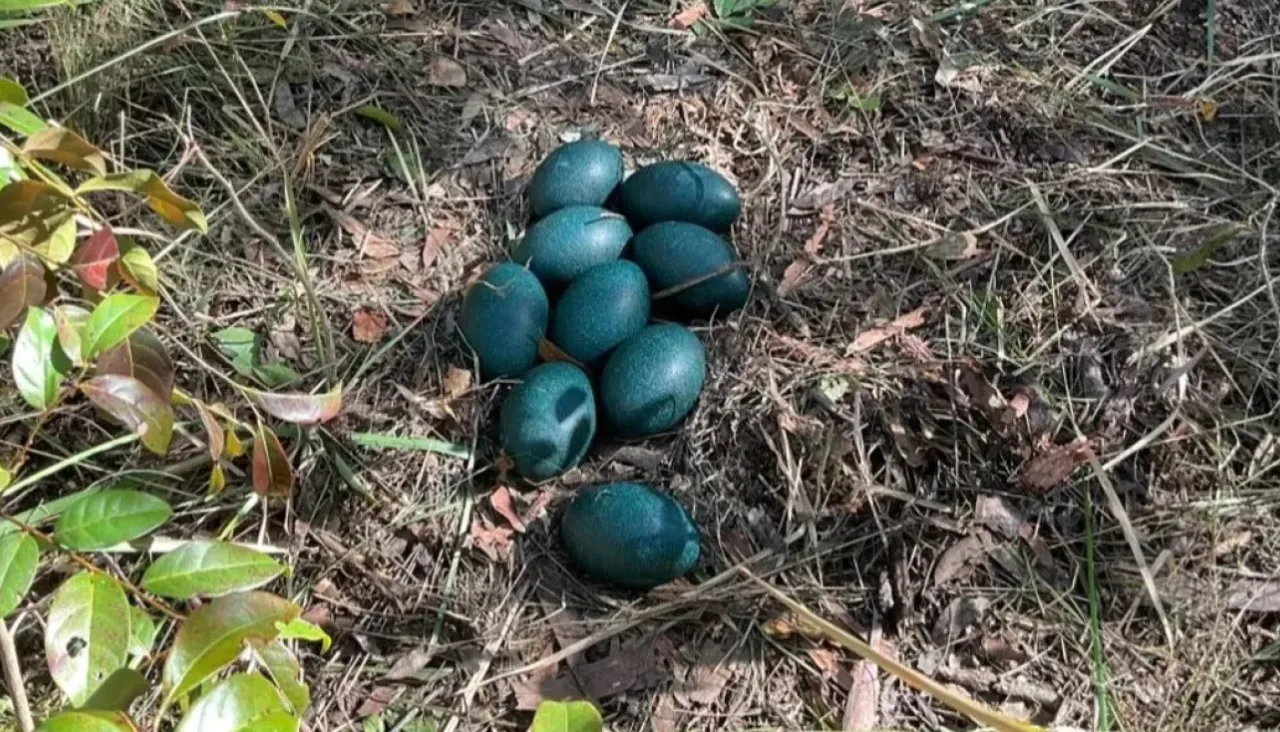 У гнізді було знайдено дев'ять яєць, а десяте пізніше знайшли неподалік 