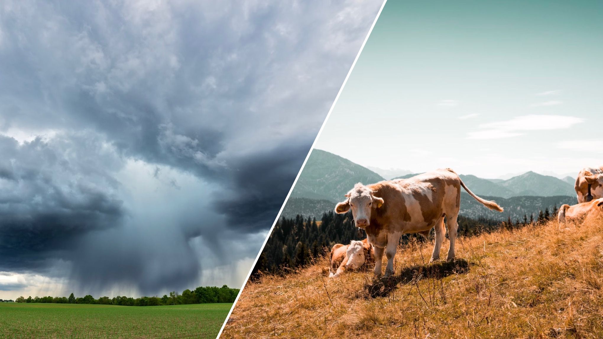 5 животных, которые могут предсказать погоду 5 животных, которые могут предсказать погоду