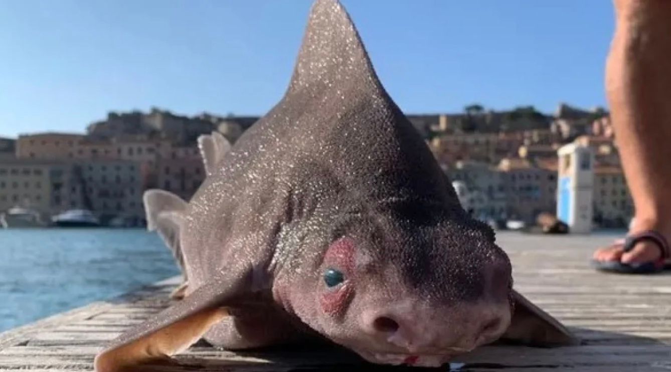 Неуклюжая акула-рыбак, вытащенная из воды недалеко от Эльбы Неуклюжая акула-рыбак, вытащенная из воды недалеко от Эльбы