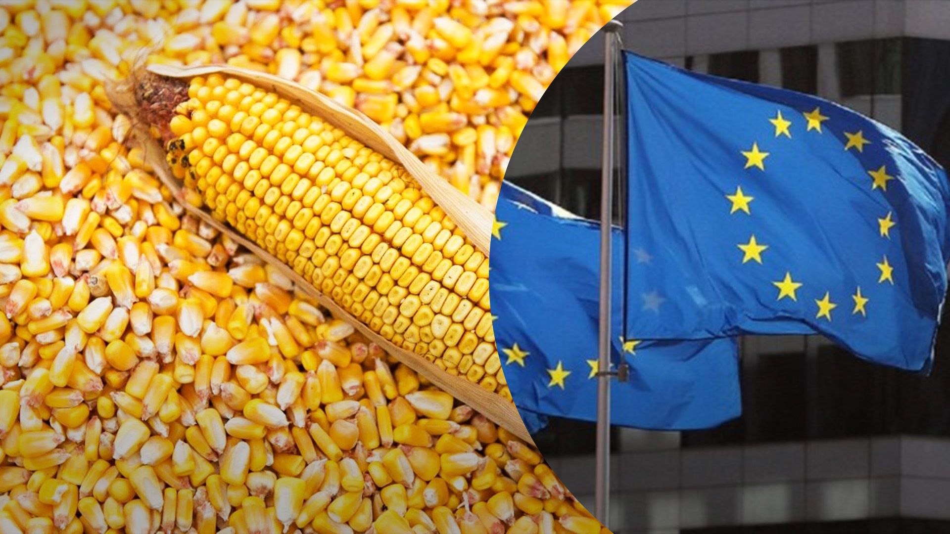 У Європі знову неврожай кукурудзи У Європі знову неврожай кукурудзи