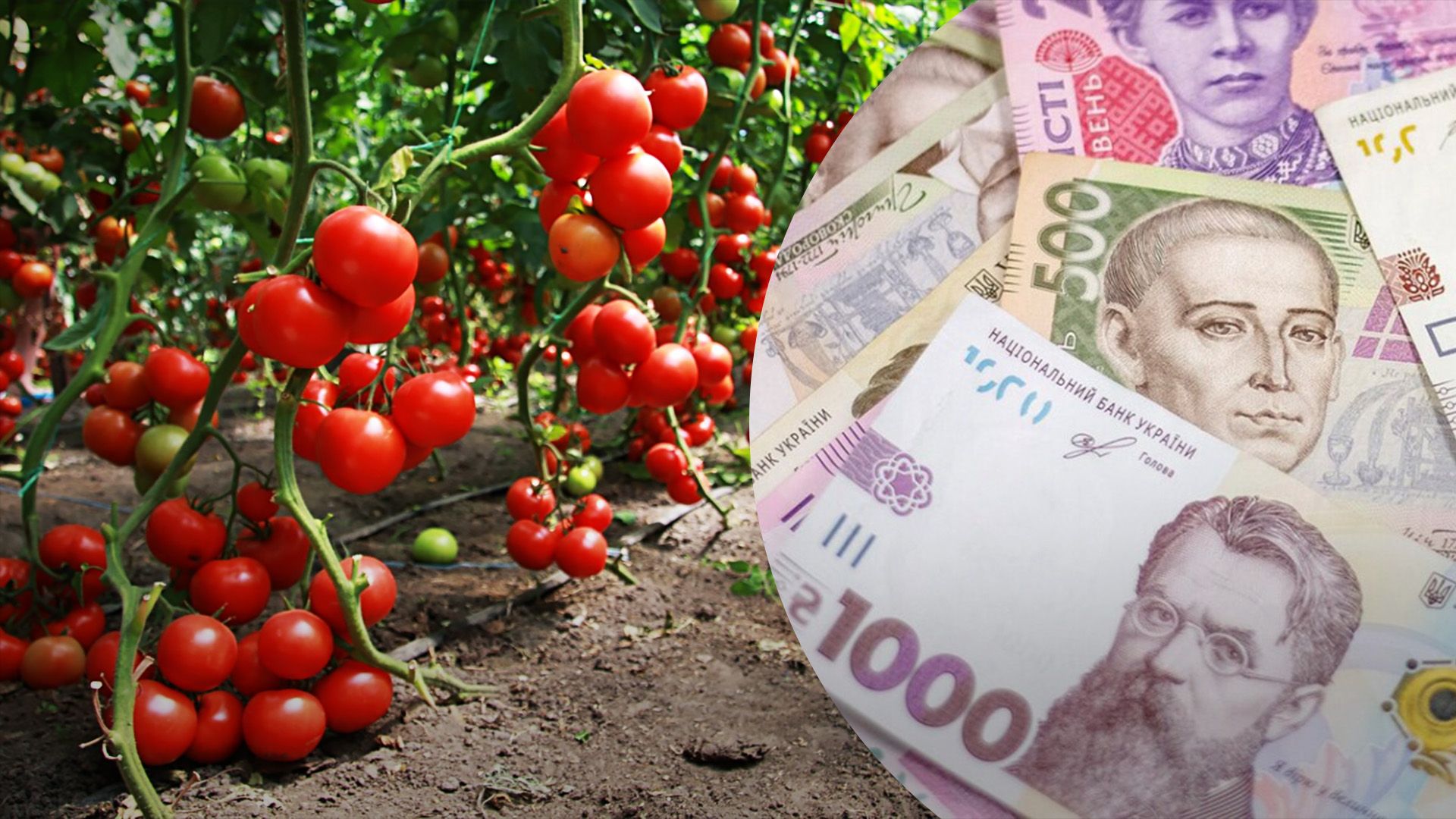 Які ціни зараз на помідори Які ціни зараз на помідори