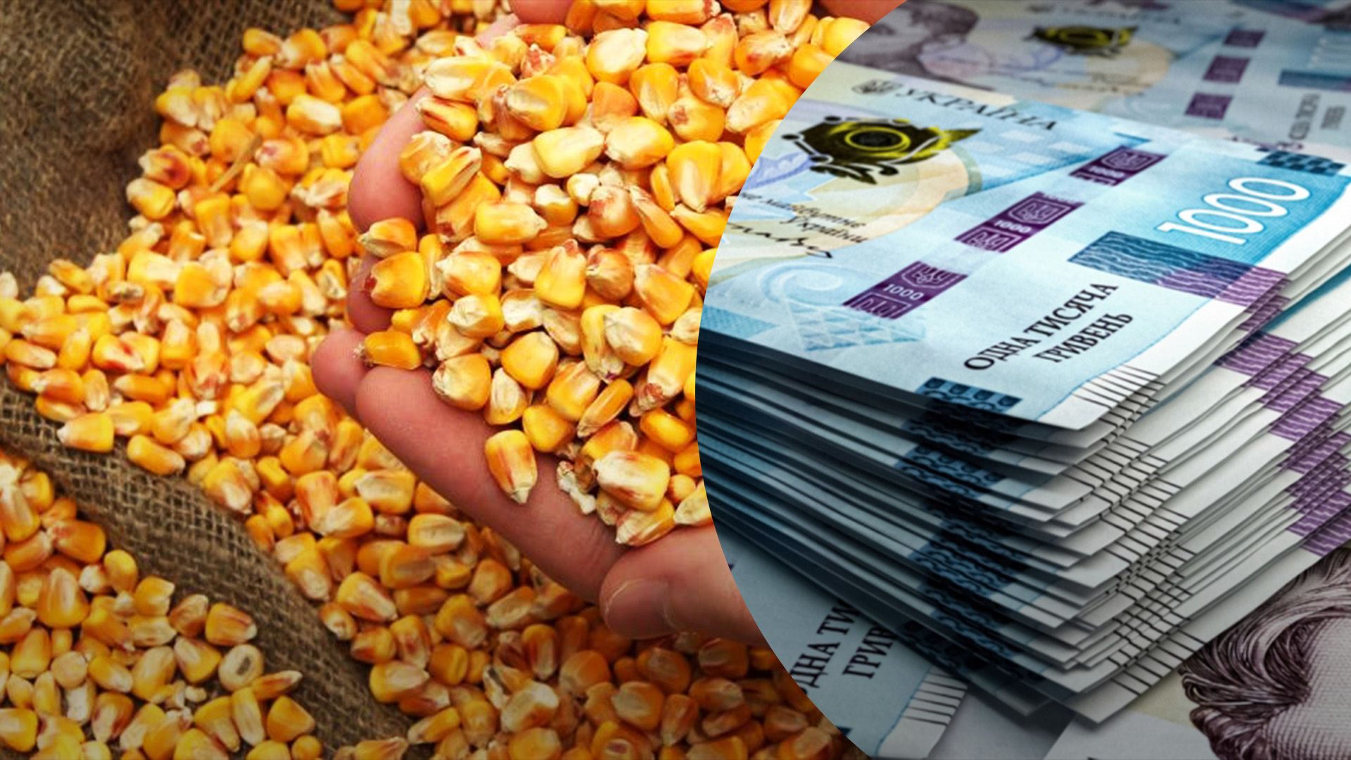 Кукурудза продовжує дорожчати в Україні Кукурудза продовжує дорожчати в Україні