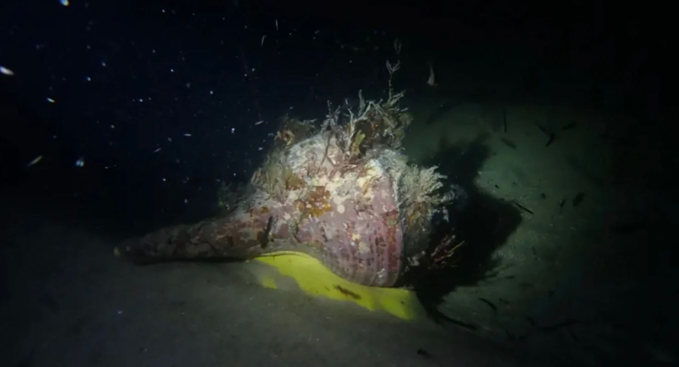 Раковины австралийских трубочников могут достигать 1 метра в длину Раковины австралийских трубочников могут достигать 1 метра в длину