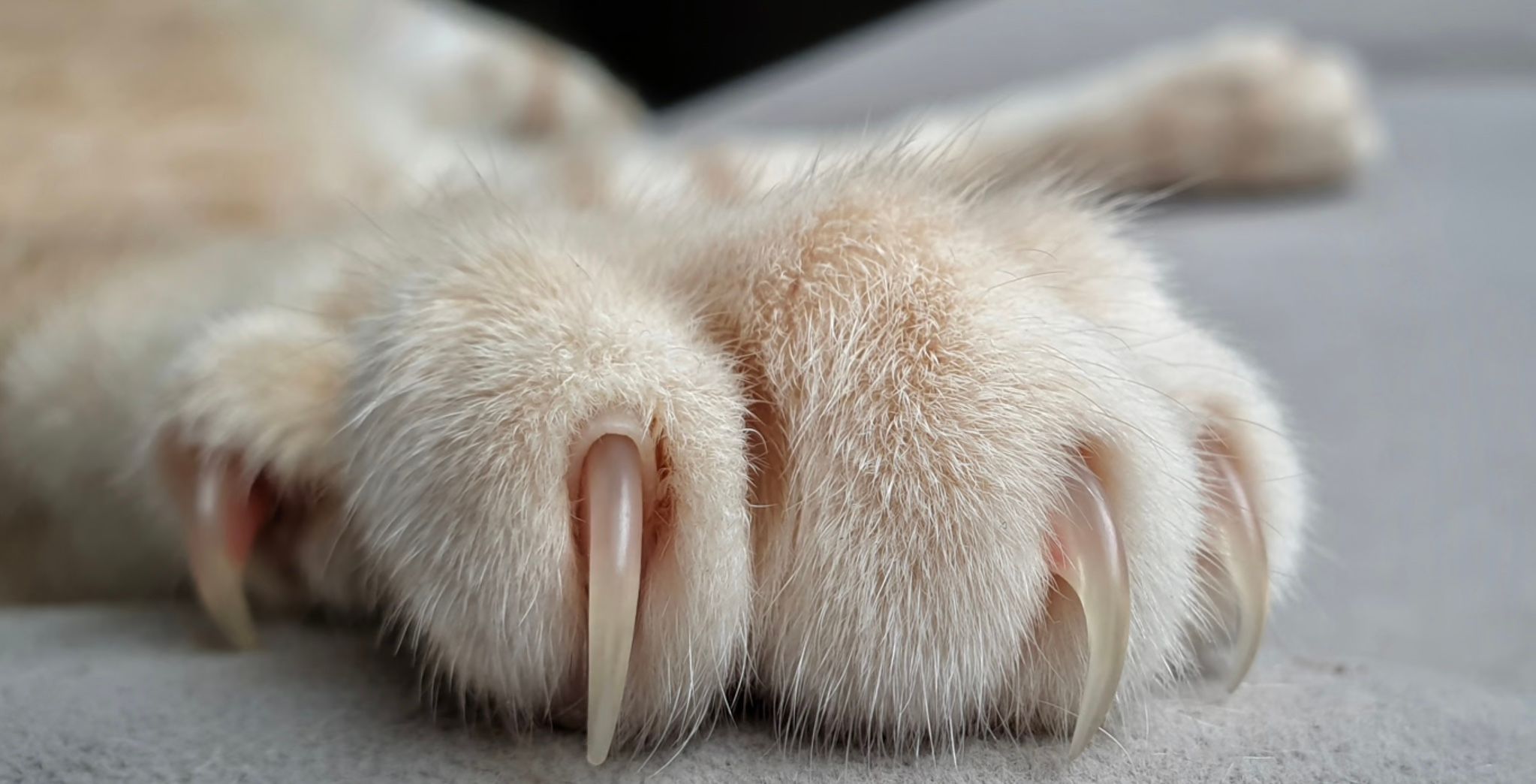 Чому не варто видаляти кігті своїм кішкам Чому не варто видаляти кігті своїм кішкам